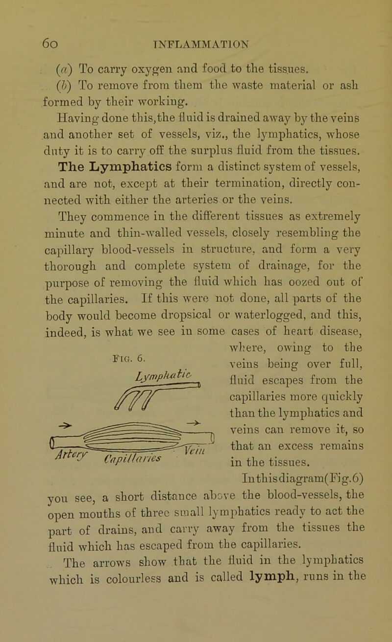(a) To carry oxygen and food to the tissues. (IS) To remove from them the waste material or ash formed by their working. Having done tins,the fluid is drained away by the veius and another set of vessels, viz., the lymphatics, whose duty it is to carry off the surplus fluid from the tissues. The Lymphatics form a distinct system of vessels, and are not, except at their termination, directly con- nected with either the arteries or the veins. They commence in the different tissues as extremely minute and thin-walled vessels, closely resembling the capillary blood-vessels in structure, and form a very thorough and complete system of drainage, for the purpose of removing the fluid which has oozed out of the capillaries. If this were not done, all parts of the body would become dropsical or waterlogged, and this, indeed, is what we see in some cases of heart disease, where, owing to the veins being over full, fluid escapes from the capillaries more quickly than the lymphatics and veins can remove it, so that an excess remains in the tissues. In this diagram(Fig.6) you see, a short distance above the blood-vessels, the open mouths of three small lymphatics ready to act the part of drains, and carry away from the tissues the fluid which has escaped from the capillaries. The arrows show that the fluid in the lymphatics which is colourless and is called lymph, runs in the Fig. 6.