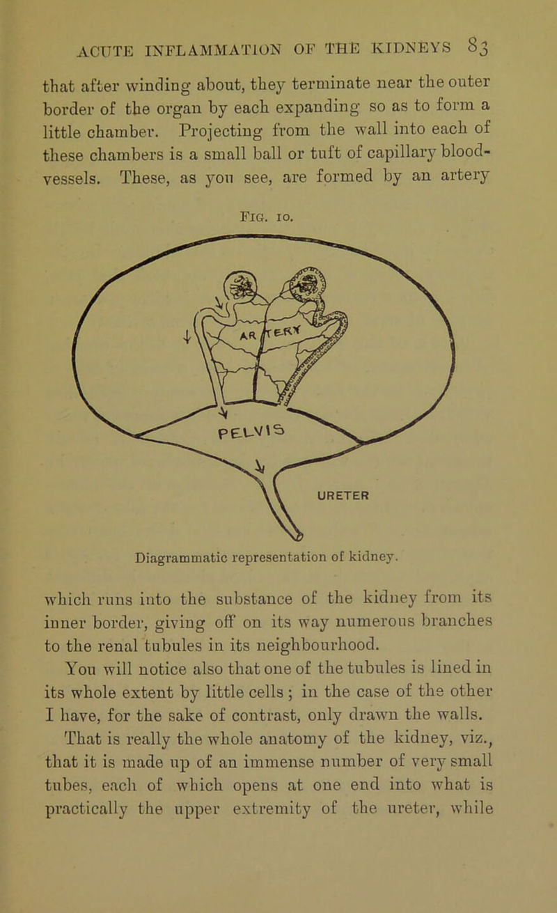 that after winding about, they terminate near the outer border of the organ by each expanding so as to form a little chamber. Projecting from the wall into each of these chambers is a small ball or tuft of capillary blood- vessels. These, as you see, are formed by an artery Fig. 10. which runs into the substance of the kidney from its inner border, giving off’ on its way numerous branches to the renal tubules iu its neighbourhood. You will notice also that one of the tubules is lined in its whole extent by little cells ; in the case of the other I have, for the sake of contrast, only drawn the walls. That is really the whole anatomy of the kidney, viz., that it is made up of an immense number of very small tubes, each of which opens at one end into what is practically the upper extremity of the ureter, while