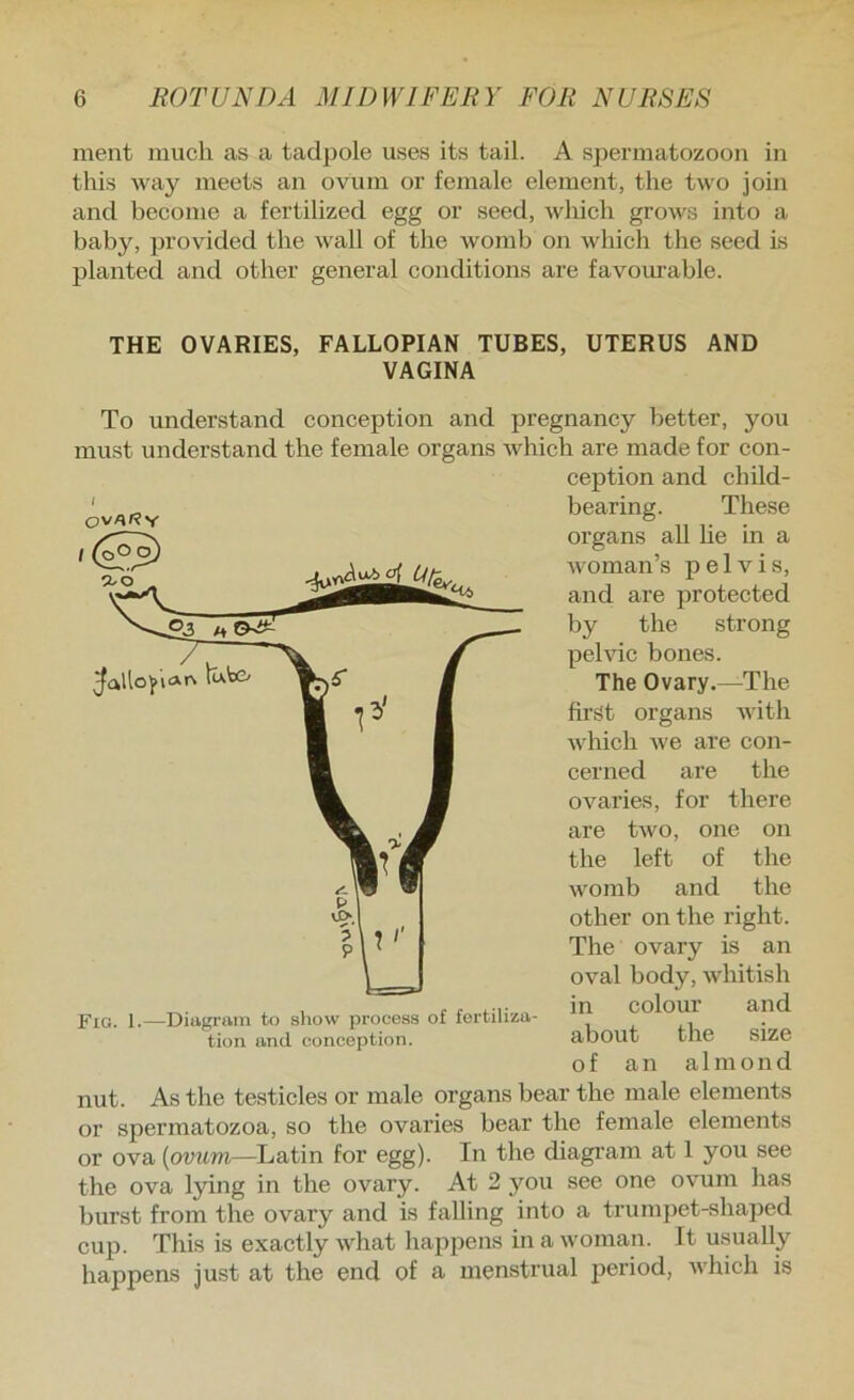 ment much as a tadpole uses its tail. A spermatozoon in this way meets an ovum or female element, the two join and become a fertilized egg or seed, which grows into a baby, provided the wall of the womb on which the seed is planted and other general conditions are favourable. THE OVARIES, FALLOPIAN TUBES, UTERUS AND VAGINA To understand conception and pregnancy better, you must understand the female organs which are made for con- nut. As the testicles or male organs bear the male elements or spermatozoa, so the ovaries bear the female elements or ova (ovum—Latin for egg). In the diagram at 1 you see the ova lying in the ovary. At 2 you see one ovum has burst from the ovary and is falling into a trumpet-shaped cup. This is exactly what hapj^ens in a woman. It usually happens just at the end of a menstrual period, which is OV/»f?Y ception and child- bearing. These organs all he in a woman’s pelvis, and are protected by the strong pelvic bones. Fig. 1.—Diagram to sliow process of fertiliza- tion and conception. The Ovary.—The first organs Avith which Ave are con- cerned are the ovaries, for there are tAvo, one on the left of the Avomb and the other on the right. The ovary is an oval body, Avhitish in colour and about the size of an almond