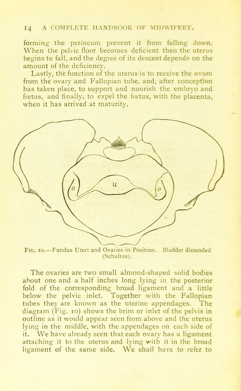 forming the perineum prevent it from falling clown. When the pelvic floor becomes deficient then the uterus begins to fall, and the degree of its descent depends on the amount of the deficiency. Lastly, the function of the uterus is to receive the ovum from the ovary and Fallopian tube, and, after conception has taken place, to support and nourish the embryo and foetus, and finally, to expel the foetus, with the placenta, when it has arrived at maturity. Fig. io.—Fundus Uteri and Ovaries in Position. Bladder distended (Schultze). The ovaries are two small almond-shaped solid bodies about one and a half inches long lying in the posterior fold of the corresponding broad ligament and a little below the pelvic inlet. Together with the Fallopian tubes they are known as the uterine appendages. The diagram (Fig. io) shows the brim or inlet of the pelvis in outline as it would appear seen from above and the uterus lying in the middle, with the appendages on each side of it. We have already seen that each ovary has a ligament attaching it to the uterus and lying with it in the broad ligament of the same side. We shall have to refer to