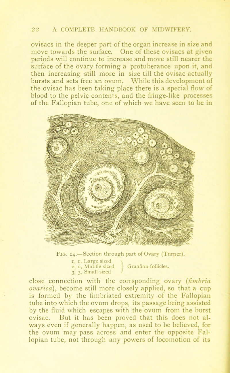 ovisacs in the deeper part of the organ increase in size and move towards the surface. One of these ovisacs at given periods will continue to increase and move still nearer the surface of the ovary forming a protuberance upon it, and then increasing still more in size till the ovisac actually bursts and sets free an ovum. While this development of the ovisac has been taking place there is a special flow of blood to the pelvic contents, and the fringe-like processes of the Fallopian tube, one of which we have seen to be in Fig. 14.—Section through part of Ovary (Turner). 1,1, Large sized 2, 2, Middle sized 3, 3, Small sized J Graafian follicles. close connection with the corrsponding ovary (fimbria ovarica), become still more closely applied, so that a cup is formed by the fimbriated extremity of the Fallopian tube into which the ovum drops, its passage being assisted by the fluid which escapes with the ovum from the burst ovisac. But it has been proved that this does not al- ways even if generally happen, as used to be believed, for the ovum may pass across and enter the opposite Fal- lopian tube, not through any powers of locomotion of its