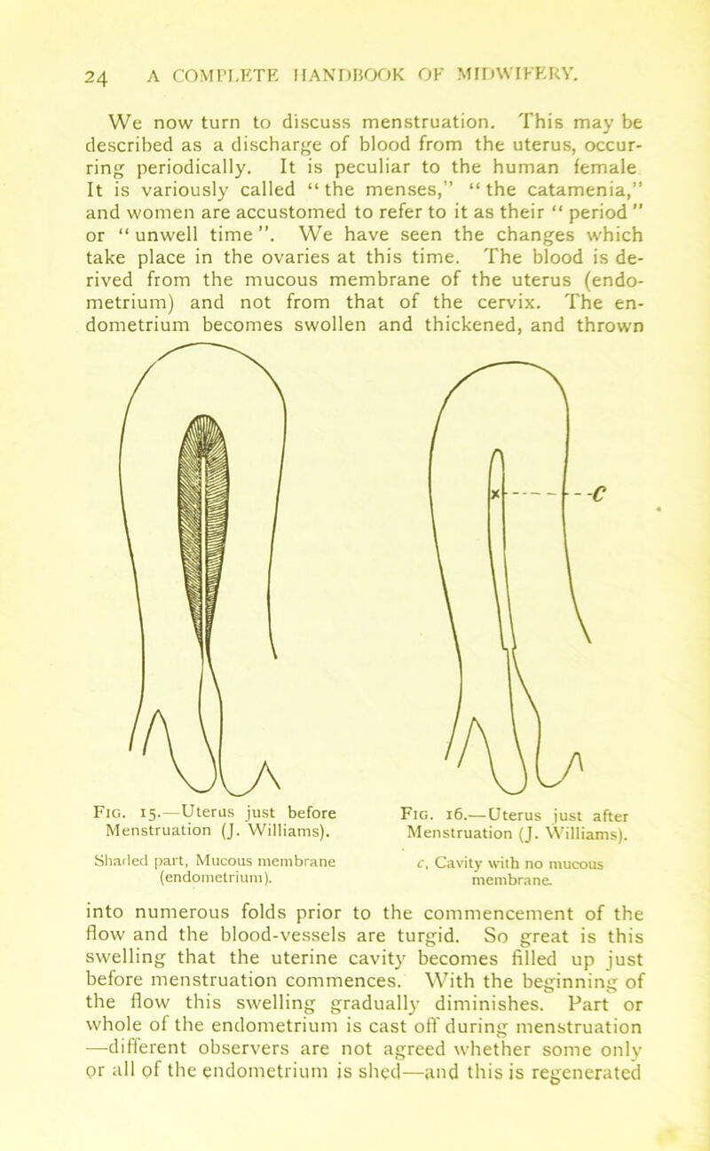 We now turn to discuss menstruation. This may be described as a discharge of blood from the uterus, occur- ring periodically. It is peculiar to the human female It is variously called “ the menses,” “ the catamenia,” and women are accustomed to refer to it as their “ period ” or “ unwell time ”. We have seen the changes which take place in the ovaries at this time. The blood is de- rived from the mucous membrane of the uterus (endo- metrium) and not from that of the cervix. The en- dometrium becomes swollen and thickened, and thrown Fig. 15.—Uterus just before Menstruation (J. Williams). Fig. 16.— Uterus just after Menstruation (J. Williams). Shaded part, Mucous membrane (endometrium). c, Cavity with no mucous membrane. into numerous folds prior to the commencement of the flow and the blood-vessels are turgid. So great is this swelling that the uterine cavity becomes filled up just before menstruation commences. With the beginning of the flow this swelling gradually diminishes. Part or whole of the endometrium is cast oft' during menstruation —different observers are not agreed whether some only or all of the endometrium is shed—and this is regenerated