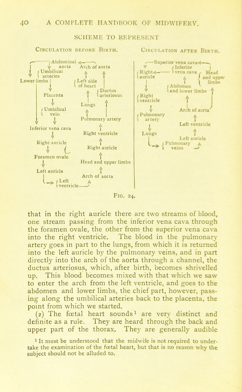 SCHEME TO REPRESENT Circulation before Birth. r~ >Abdominal <— N \y aorta Arch of aorta I j Umbilical * A v l arteries | Lower limbs | r Left side \ of heart V a r Ductus Placenta | t arteriosi l (Umbilical \ vein l Inferior vena cava I Right auricle 'l L Foramen ovale V Left auricle u, t Left i ventricle— Lungs t f Pulmonary artery t Right ventricle f Right auricle t Head and upper limbs t Arch of aorta A Circulation after Birth. / Superior vena cava<——* V / Inferior / Rights ( vena cava , Head (auricle a J and upper I 1 limbs { /Abdomen v- ▼ t and lower limbs /Right (ventricle t l f Pulmonary ( artery Lungs I Arch of aorta7 t Left ventricle t Left auricle Pulmonary a veins Fig. 24. that in the right auricle there are two streams of blood, one stream passing from the inferior vena cava through the foramen ovale, the other from the superior vena cava into the right ventricle. The blood in the pulmonary artery goes in part to the lungs, from which it is returned into the left auricle by the pulmonary veins, and in part directly into the arch of the aorta through a channel, the ductus arteriosus, which, after birth, becomes shrivelled up. This blood becomes mixed with that which we saw to enter the arch from the left ventricle, and goes to the abdomen and lower limbs, the chief part, however, pass- ing along the umbilical arteries back to the placenta, the point from which we started. (2) The foetal heart sounds1 are very distinct and definite as a rule. They are heard through the back and upper part of the thorax. They are generally audible 1 It must be understood that the midwife is not required to under- take the examination of the foetal heart, but that is no reason why the subject should not be alluded to.