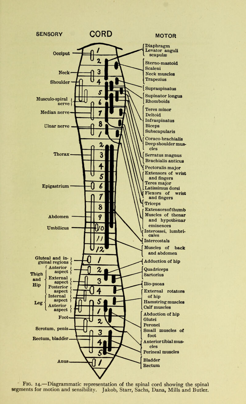 SENSORY CORD MOTOR Occiput Neck Shoulder Musculo-spiral nerve Median nerve Ulnar nerve Diaphragm Levator anguli scapulae Sterno-mastoid Scaleni Neck muscles Trapezius Supraspinatus Supinator longus Rhomboids Teres minor Deltoid Infraspinatus Biceps Subscapularis Coraco-brachialis Deep shoulder mus- cles Serratus magnus Brachialis anticus Pectoralis major Extensors of wrist and fingers Teres major Latissimus dorsi Flexors of wrist and fingers Triceps Ex tensorsof thumb Muscles of thenar and hypothenar eminences Interossei, lumbri- cales Intercostals Muscles of back and abdomen Adduction of hip Quadriceps Sartorius Ilio-psoas External rotators of hip Hamstring muscles Calf muscles Abduction of hip Glutei Peronei Small muscles of foot Anterior tibial mus- cles Perineal muscles Bladder Rectum Fig. 14.—Diagrammatic representation of the spinal cord showing the spinal segments for motion and sensibility. Jakob, Starr, Sachs, Dana, Mills and Butler. Scrotum, penis Rectum, bladder