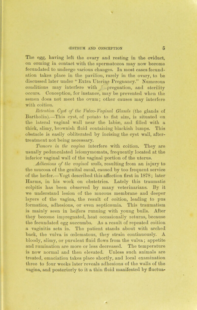 The egg, having left the ovary and resting in the oviduct, on coming in contact with the spermatozoa may now become fecundated to undergo various changes. In most cases fecund- ation takes place in the pavilion, rarely in the ovary, to be discussed later under “Extra Uterine Pregnancy.” Numerous conditions may interfere with .pregnation, and sterility occurs. Conception, for instance, may be prevented when the semen does not meet the ovum; other causes may interfere with coition. Retention Cyst of the Vulvo- Vaginal Glands (the glands of Bartholin).—This cyst, of potato to fist size, is situated on the lateral vaginal wall near the labise, and filled with a thick, slimy, brownish fluid containing blackish lumps. This obstacle is easily obliterated by incising the cyst wall, after- treatment not being necessary. Tumors in the vagina interfere with coition. They are usually pedunculated leiomymomata, frequently located at the inferior vaginal wall of the vaginal portion of the uterus. Adhesions of the vaginal walls, resulting from an injury to the mucosa of the genital canal, caused by too frequent service of the heifer.—Vogt described this affection first in 1878; later Harms, in his work on obstetrics. Lately this traumatic colpitis has been observed by many veterinarians. By it we understand lesion of the mucous membrane and deeper layers of the vagina, the result of coition, leading to pus formation, adhesions, or even septicaemia. This traumatism is mainly seen in hejfers running with young bulls. After they become impregnated, heat occasionally returns, because the fecundated egg succumbs. As a result of repeated coition a vaginitis sets in. The patient stands about with arched back, the vulva is oedematous, they strain continuously. A bloody, slimy, or purulent fluid flows from the vulva; appetite and rumination are more or less decreased. The temperature is now normal and then elevated. Unless such animals are treated, emaciation takes place shortly, and local examination three to four weeks later reveals adhesions of the walls of the vagina, and posteriorly to it a thin fluid manifested by fluctua-