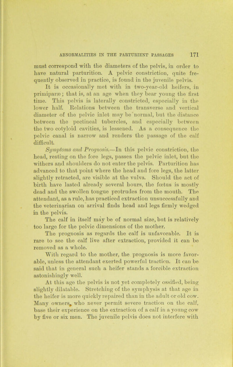 must correspond with the diameters of the pelvis, in order to have natural parturition. A pelvic constriction, quite fre- quently observed in practice, is found in the juvenile pelvis. It is occasionally met with in two-year-old heifers, in primiparse; that is, at an age when they bear young the first time. This pelvis is laterally constricted, especially in the lower half. Relations between the transverse and vertical diameter of the pelvic inlet may be normal, but the distance between the pectineal tubercles, and especially between the two cotyloid cavities, is lessened. As a consequence the pelvic canal is narrow and renders the passage of the calf difficult. Symptoms and Prognosis.—In this pelvic constriction, the head, resting on the fore legs, passes the pelvic inlet, but the withers and shoulders do not enter the pelvis. Parturition has advanced to that point where the head and fore legs, the latter slightly retracted, are visible at the vulva. Should the act of birth have lasted already several hours, the foetus is mostly dead and the swollen tongue protrudes from the mouth. The attendant, as a rule, has practiced extraction unsuccessfully and the veterinarian on arrival finds head and legs firmly wedged in the pelvis. The calf in itself may be of normal size, but is relatively too large for the pelvic dimensions of the mother. The prognosis as regards the calf is unfavorable. It is rare to see the calf live after extraction, provided it can be removed as a whole. With regard to the mother, the prognosis is more favor- able, unless the attendant exerted powerful traction. It can be said that in general such a heifer stands a forcible extraction astonishingly well. At this age the pelvis is not yet completely ossified, being slightly dilatable. Stretching of the symphysis at that age in the heifer is more quickly repaired than in the adult or old cow. Many owners^ who never permit severe traction on the calf, base their experience on the extraction of a calf in a young cow by five or six men. The juvenile pelvis does not interfere with