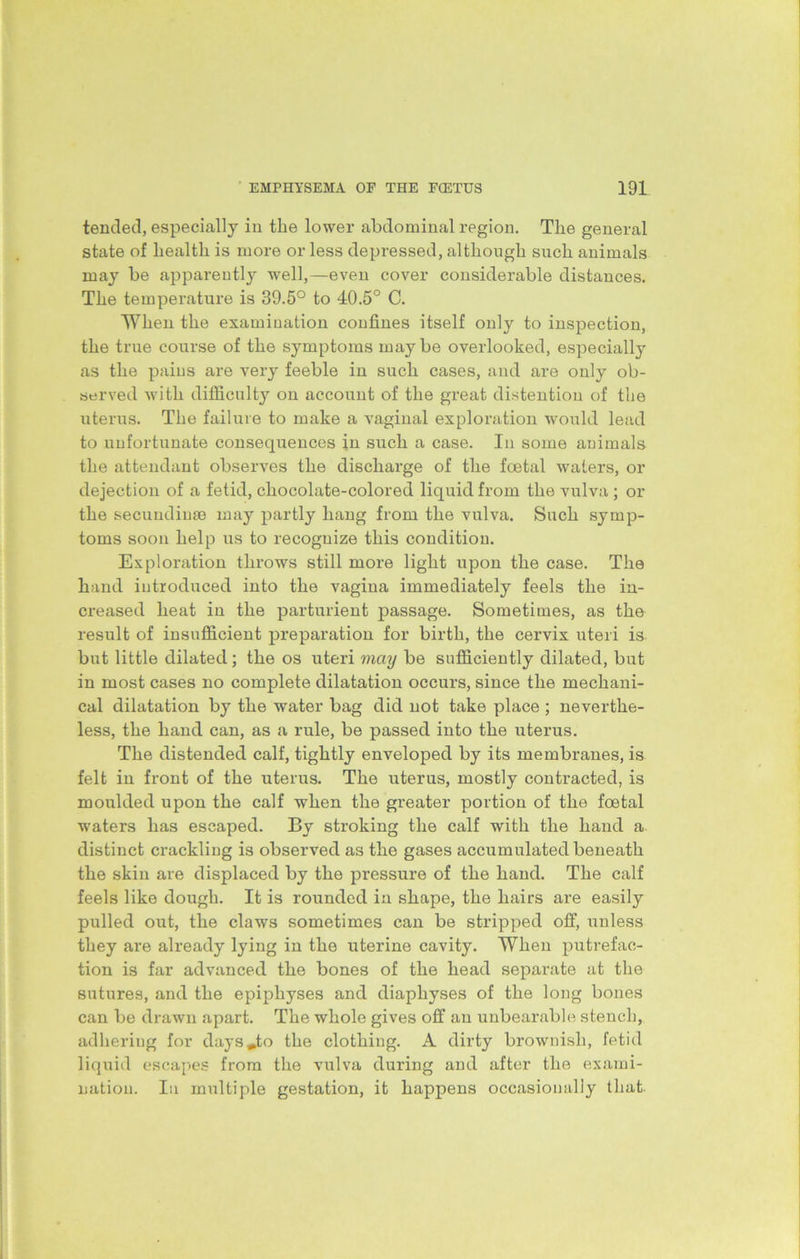 tended, especially in tlie lower abdominal region. The general state of health is more or less depressed, although such animals may be apparently well,—even cover considerable distances. The temperature is 39.5° to 40.5° C. When the examination confines itself only to inspection, the true course of the symptoms maybe overlooked, especially as the pains are very feeble in such cases, and are only ob- served with difficulty on account of the great distention of the uterus. The failure to make a vaginal exploration would lead to unfortunate consequences in such a case. In some animals the attendant observes the discharge of the foetal waters, or dejection of a fetid, chocolate-colored liquid from the vulva ; or the secundiuse may partly hang from the vulva. Such symp- toms soon help us to recoguize this condition. Exploration throws still more light upon the case. The hand introduced into the vagina immediately feels the in- creased heat in the parturient passage. Sometimes, as the result of insufficient preparation for birth, the cervix uteri is but little dilated; the os uteri may be sufficiently dilated, but in most cases no complete dilatation occurs, since the mechani- cal dilatation by the water bag did not take place ; neverthe- less, the hand can, as a rule, be passed into the uterus. The distended calf, tightly enveloped by its membranes, is felt in front of the uterus. The uterus, mostly contracted, is moulded upon the calf when the greater portion of the foetal waters has escaped. By stroking the calf with the hand a distinct crackling is observed as the gases accumulated beneath the skin are displaced by the pressure of the hand. The calf feels like dough. It is rounded in shape, the hairs are easily pulled out, the claws sometimes can be stripped off, unless they are already lying in the uterine cavity. When putrefac- tion is far advanced the bones of the head separate at the sutures, and the epiphyses and diapliyses of the long bones can be drawn apart. The whole gives off an unbearable stench, adhering for days^to the clothing. A dirty brownish, fetid liquid escapes from the vulva during and after the exami- nation. In multiple gestation, it happens occasionally that.