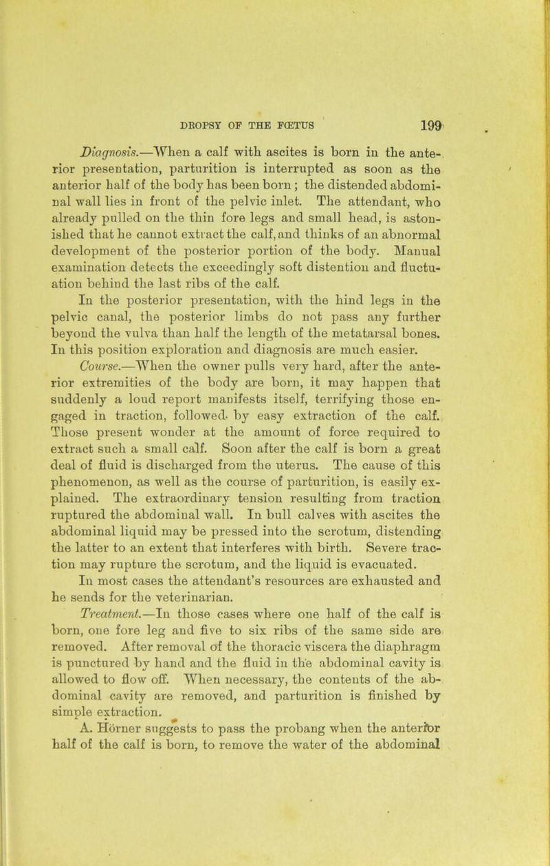 Diagnosis.—When a calf with ascites is born in the ante- rior presentation, parturition is interrupted as soon as the anterior half of the body has been born; the distended abdomi- nal wall lies in front of the pelvic inlet. The attendant, who already pulled on the thin fore legs and small head, is aston- ished that he cannot extract the calf, and thinks of an abnormal development of the posterior portion of the body. Manual examination detects the exceedingly soft distention and fluctu- ation behind the last ribs of the calf. In the posterior presentation, with the hind legs in the pelvic canal, the posterior limbs do not pass any further beyond the vulva than half the length of the metatarsal bones. In this position exploration and diagnosis are much easier. Course.—When the owner pulls very hard, after the ante- rior extremities of the body are born, it may happen that suddenly a loud report manifests itself, terrifying those en- gaged in traction, followed- by easy extraction of the calf. Those present wonder at the amount of force required to extract such a small calf. Soon after the calf is born a great deal of fluid is discharged from the uterus. The cause of this phenomenon, as well as the course of parturition, is easily ex- plained. The extraordinary tension resulting from traction ruptured the abdominal wall. In bull calves with ascites the abdominal liquid may be pressed into the scrotum, distending the latter to an extent that interferes with birth. Severe trac- tion may rupture the scrotum, and the liquid is evacuated. In most cases the attendant’s resources are exhausted and he sends for the veterinarian. Treatment.—In those cases where one half of the calf is born, one fore leg and five to six ribs of the same side are removed. After removal of the thoracic viscera the diaphragm is punctured by hand and the fluid in the abdominal cavity is allowed to flow off. When necessary, the contents of the ab- dominal cavity are removed, and parturition is finished by simple extraction. A. Horner suggests to pass the probang when the antertor half of the calf is born, to remove the water of the abdominal