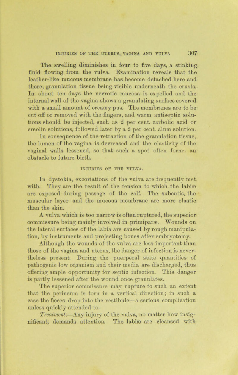 The swelling diminishes in four to five days, a stinking fluid flowing from the vulva. Examination reveals that the leather-like mucous membrane has become detached here and there, granulation tissue being visible underneath the crusts. In about ten days the necrotic mucosa is expelled and the internal wall of the vagina shows a granulating surface covered with a small amount of creamy pus. The membranes are to be cut off or removed with the fingers, and warm antiseptic solu- tions should be injected, such as 2 per cent, carbolic acid or creolin solutions, followed later by a 2 per cent, alum solution. In consequence of the retraction of the granulation tissue, the lumen of the vagina is decreased and the elasticity of the vaginal walls lessened, so that such a spot often forms an obstacle to future birth. INJURIES OF THE VULVA. In dystokia, excoriations of the vuiva are frequently met with. They are the result of the tension to which the labiae are exposed during passage of the calf. The subcutis, the muscular layer and the mucous membrane are more elastic than the skin. A vulva which is too narrow is often ruptured, the superior commissure being mainly involved in primiparae. Wounds on the lateral surfaces of the labia are caused by rough manipula- tion, by instruments and projecting bones after embryotomy. Although the wounds of the vulva are less important than those of the vagina and uterus, the danger of infection is never- theless present. Daring the puerperal state quantities of pathogenic low organism and their media are discharged, thus offering ample opportunity for septic infection. This danger is partly lessened after the wound once granulates. The superior commissure may rupture to such an extent that the perineum is torn in a vertical direction; in such a case the faeces drop into the vestibule—a serious complication unless quickly attended to. Treatment.—Any injury of the vulva, no matter how insig- nificant, demands attention. The labiae are cleansed with