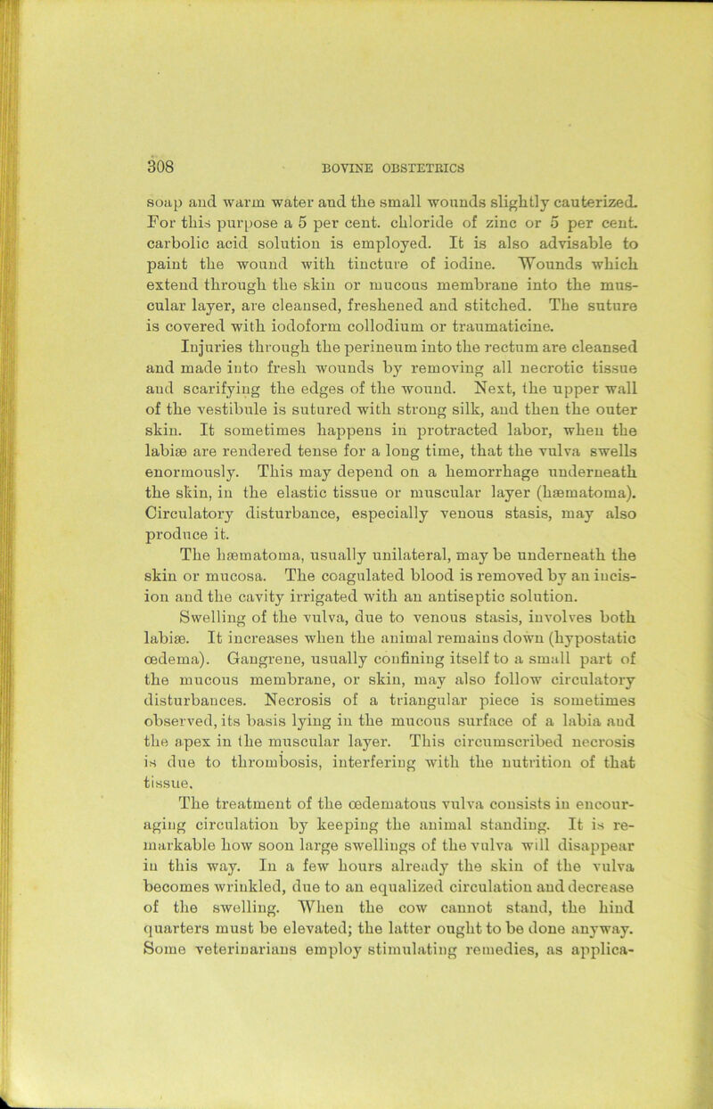 soap and warm water and the small wounds slightly cauterized. For this purpose a 5 per cent, chloride of zinc or 5 per cent, carbolic acid solution is employed. It is also advisable to paint the wound with tincture of iodine. Wounds which extend through the skin or mucous membrane into the mus- cular layer, are cleansed, freshened and stitched. The suture is covered with iodoform collodium or traumaticine. Injuries through the perineum into the rectum are cleansed and made into fresh wounds by removing all necrotic tissue aud scarifying the edges of the wound. Next, the upper wall of the vestibule is sutured with strong silk, and then the outer skin. It sometimes happens in protracted labor, when the labiae are rendered tense for a long time, that the vulva swells enormously. This may depend on a hemorrhage underneath the skin, in the elastic tissue or muscular layer (hsematoma). Circulatory disturbance, especially venous stasis, may also produce it. The hsematoma, usually unilateral, may be underneath the skin or mucosa. The coagulated blood is removed by an incis- ion and the cavity irrigated with an antiseptic solution. Swelling of the vulva, due to venous stasis, involves both labiae. It increases when the animal remains down (hypostatic oedema). Gangrene, usually confining itself to a small part of the mucous membrane, or skin, may also follow circulatory disturbances. Necrosis of a triangular piece is sometimes observed, its basis lying in the mucous surface of a labia aud the apex in the muscular layer. This circumscribed necrosis is due to thrombosis, interfering with the nutrition of that tissue. The treatment of the oedematous vulva consists in encour- aging circulation by keeping the animal standing. It is re- markable how soon large swellings of the vulva will disappear in this way. In a few hours already the skin of the vulva becomes wrinkled, due to an equalized circulation and decrease of the swelling. When the cow cannot stand, the hind quarters must be elevated; the latter ought to be done anyway. Some veterinarians employ stimulating remedies, as applica-