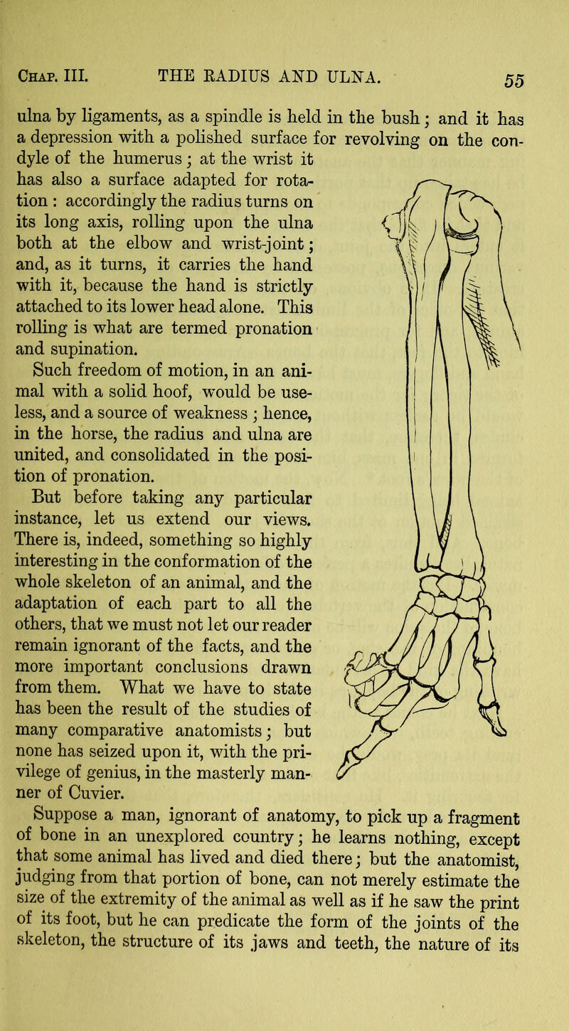 ulna by ligaments, as a spindle is held in the bush; and it has a depression with a polished surface for revolving on the con- dyle of the humerus; at the wrist it has also a surface adapted for rota- tion : accordingly the radius turns on its long axis, rolling upon the ulna both at the elbow and wrist-joint; and, as it turns, it carries the hand with it, because the hand is strictly attached to its lower head alone. This rolling is what are termed pronation and supination. Such freedom of motion, in an ani- mal with a solid hoof, would be use- less, and a source of weakness ; hence, in the horse, the radius and ulna are united, and consolidated in the posi- tion of pronation. But before taking any particular instance, let us extend our views. There is, indeed, something so highly interesting in the conformation of the whole skeleton of an animal, and the adaptation of each part to all the others, that we must not let our reader remain ignorant of the facts, and the more important conclusions drawn from them. What we have to state has been the result of the studies of many comparative anatomists; but none has seized upon it, with the pri- vilege of genius, in the masterly man- ner of Cuvier. Suppose a man, ignorant of anatomy, to pick up a fragment of bone in an unexplored country; he learns nothing, except that some animal has lived and died there; but the anatomist, judging from that portion of bone, can not merely estimate the size of the extremity of the animal as well as if he saw the print of its foot, but he can predicate the form of the joints of the skeleton, the structure of its jaws and teeth, the nature of its