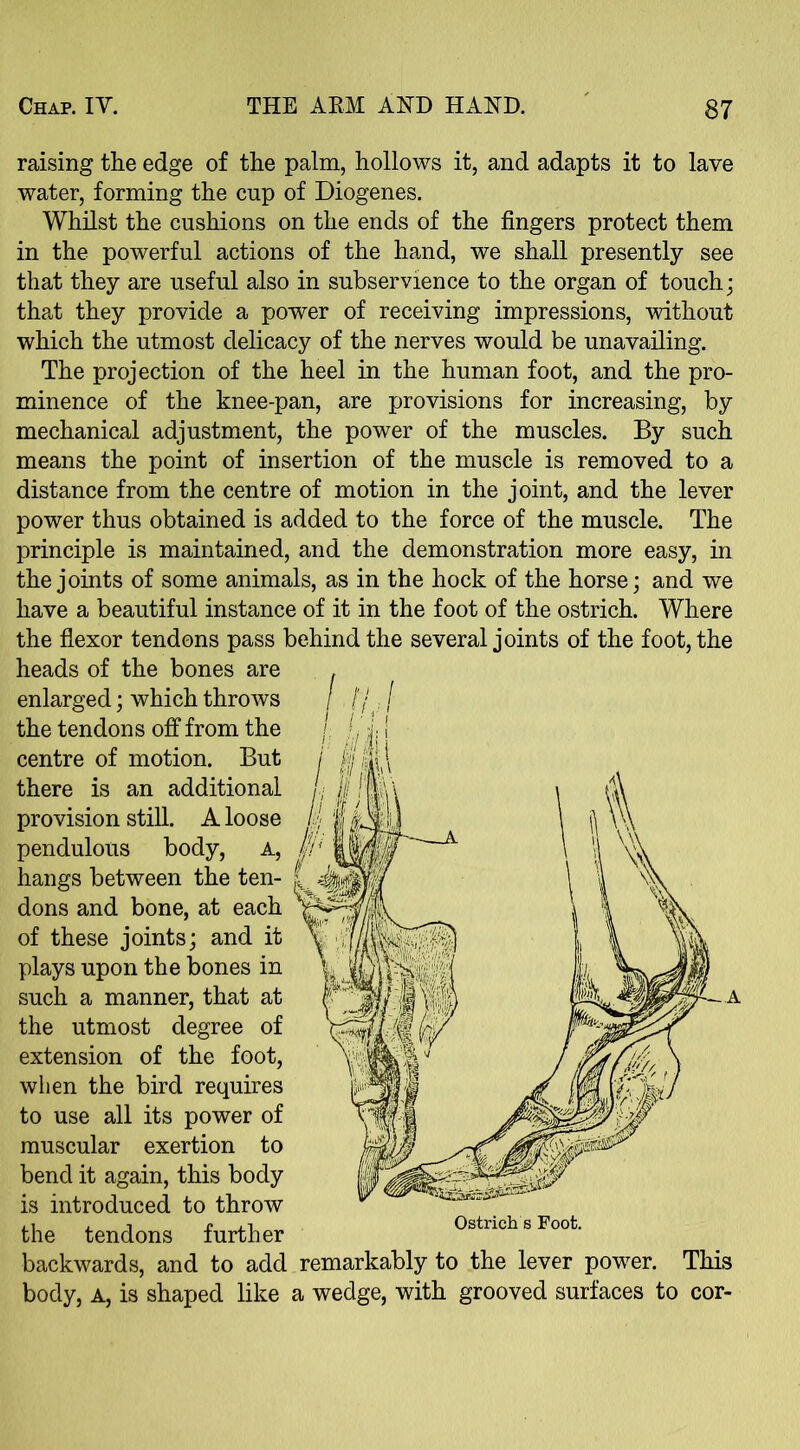 raising the edge of the palm, hollows it, and adapts it to lave water, forming the cup of Diogenes. Whilst the cushions on the ends of the fingers protect them in the powerful actions of the hand, we shall presently see that they are useful also in subservience to the organ of touch; that they provide a power of receiving impressions, without which the utmost delicacy of the nerves would be unavailing. The projection of the heel in the human foot, and the pro- minence of the knee-pan, are provisions for increasing, by mechanical adjustment, the power of the muscles. By such means the point of insertion of the muscle is removed to a distance from the centre of motion in the joint, and the lever power thus obtained is added to the force of the muscle. The principle is maintained, and the demonstration more easy, in the joints of some animals, as in the hock of the horse; and we have a beautiful instance of it in the foot of the ostrich. Where the flexor tendons pass behind the several joints of the foot, the heads of the bones are enlarged; which throws , ['/ the tendons off from the centre of motion. But there is an additional provision still. A loose pendulous body, A, hangs between the ten- dons and bone, at each of these joints; and it plays upon the bones in such a manner, that at the utmost degree of extension of the foot, when the bird requires to use all its power of muscular exertion to bend it again, this body is introduced to throw the tendons further backwards, and to add remarkably to the lever power. This body, a, is shaped like a wedge, with grooved surfaces to cor- ,.;xW