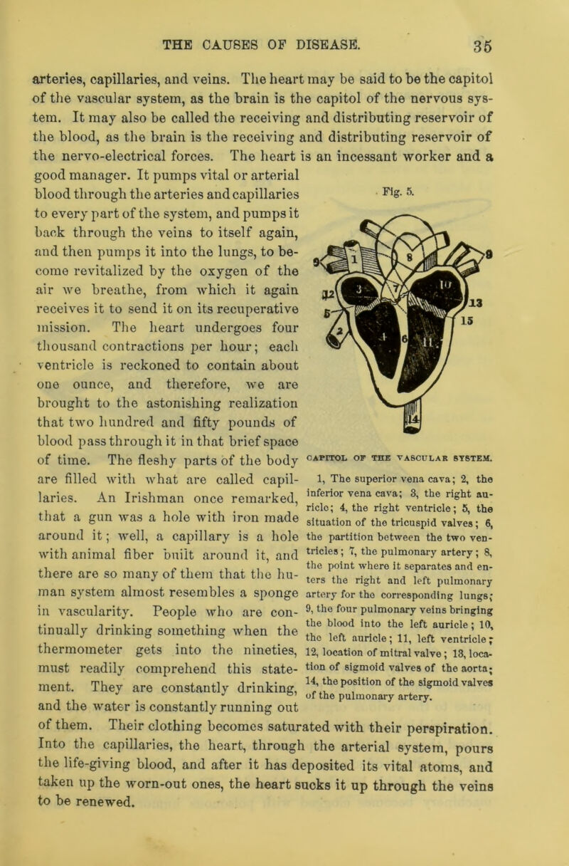 Fig. 5. arteries, capillaries, and veins. The heart may be said to be the capitoi of the vascular system, as the brain is the capitoi of the nervous sys- tem. It may also be called the receiving and distributing reservoir of the blood, as the brain is the receiving and distributing reservoir of the nervo-electrical forces. The heart is an incessant worker and a good manager. It pumps vital or arterial blood through the arteries and capillaries to every part of the system, and pumps it back through the veins to itself again, and then pumps it into the lungs, to be- come revitalized by the oxygen of the air we breathe, from which it again receives it to send it on its recuperative mission. The heart undergoes four thousand contractions per hour; each ventricle is reckoned to contain about one ounce, and therefore, we are brought to the astonishing realization that two hundred and fifty pounds of blood passthrough it in that brief space of time. The fleshy parts of the body OAPrrOL OF THE vascular system. are filled with what are called capil- 1, The superior vena cava; 2, the laries. An Irishman once remarked, infenor vena cava; 3< the rlsht au' , , , . , . , riclo; 4, the right ventricle; 5, the that a gun was a hole with iron made situation of the tricuspid valves; 6, around it; well, a capillary is a hole the partition between the two ven- with animal fiber built around it, and trlcles> the pulmonary artery; 8, , the point where it separates and en- there are so many of them that the hu- ters the right and left pulmonary ]TJ3.n system almost resembles a sponge artory for tho corresponding lungs** in vascularity. People who are con- tlie four pulmonary veins bringing tinually drinking something when the ^ ln.t° th® left auricJ® ■ 1(*» J ° ° the left auricle ; 11, left ventricle ; thermometer gets into the nineties, 12, location of mitral valve; 13, loca- must readily comprehend this state- tion of sigmoid valves of the aorta; ment. They are constantly drinking, H the position of the sigmoid valves and the -water is constantly running out of them. Their clothing becomes saturated with their perspiration. Into the capillaries, the heart, through the arterial system, pours the life-giving blood, and after it has deposited its vital atoms, and taken up the worn-out ones, the heart sucks it up through the veins to be renewed.