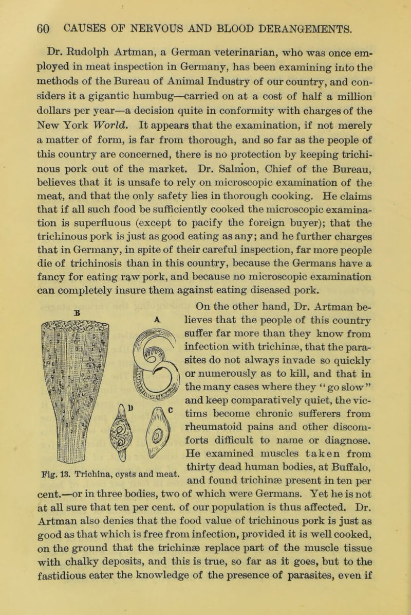 Dr. Rudolph Artman, a German veterinarian, who was once em- ployed in meat inspection in Germany, has been examining into the methods of the Bureau of Animal Industry of our country, and con- siders it a gigantic humbug—carried on at a cost of half a million dollars per year—a decision quite in conformity with charges of the New York World. It appears that the examination, if not merely a matter of form, is far from thorough, and so far as the people of this country are concerned, there is no protection by keeping trichi- nous pork out of the market. Dr. Salmon, Chief of the Bureau, believes that it is unsafe to rely on microscopic examination of the meat, and that the only safety lies in thorough cooking. He claims that if all such food be sufficiently cooked the microscopic examina- tion is superfluous (except to pacify the foreign buyer); that the trichinous pork is just as good eating as any; and he further charges that in Germany, in spite of their careful inspection, far more people die of trichinosis than in this country, because the Germans have a fancy for eating raw pork, and because no microscopic examination can completely insure them against eating diseased pork. On the other hand, Dr. Artman be- lieves that the people of this country suffer far more than they know from infection with trichinas, that the para- sites do not always invade so quickly or numerously as to kill, and that in the many cases where they “go slow ” and keep comparatively quiet, the vic- tims become chronic sufferers from rheumatoid pains and other discom- forts difficult to name or diagnose. He examined muscles taken from thirty dead human bodies, at Buffalo, and found trichinae present in ten per cent.—or in three bodies, two of which were Germans. Yet he is not at all sure that ten per cent, of our population is thus affected. Dr. Artman also denies that the food value of trichinous pork is just as good as that which is free from infection, provided it is well cooked, on the ground that the trichinae replace part of the muscle tissue with chalky deposits, and this is true, so far as it goes, but to the fastidious eater the knowledge of the presence of parasites, even if Pig. 13. Trichina, cysts and meat.