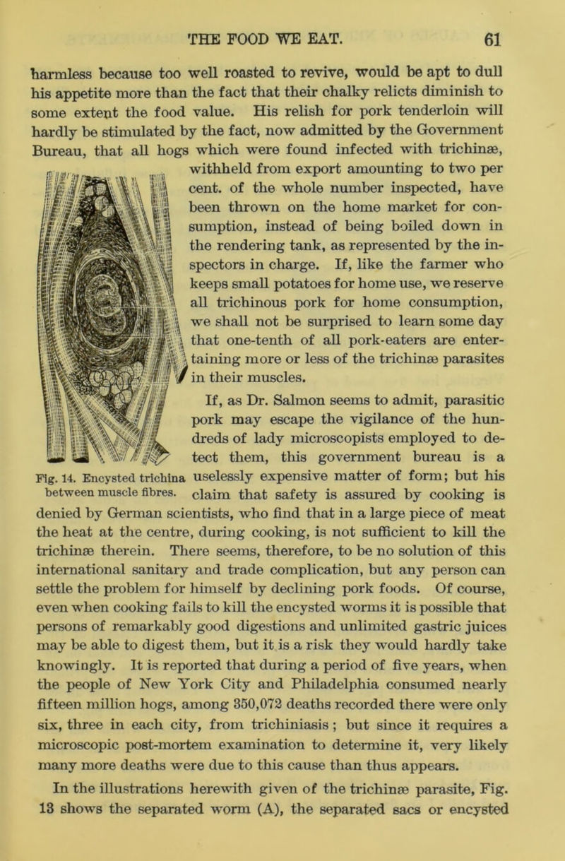 harmless because too well roasted to revive, would be apt to dull his appetite more than the fact that their chalky relicts diminish to some extent the food value. His relish for pork tenderloin will hardly be stimulated by the fact, now admitted by the Government Bureau, that all hogs which were found infected with trichinae, withheld from export amounting to two per cent, of the whole number inspected, have been thrown on the home market for con- sumption, instead of being boiled down in the rendering tank, as represented by the in- spectors in charge. If, like the farmer who keeps small potatoes for home use, we reserve all trichinous pork for home consumption, we shall not be surprised to learn some day that one-tenth of all pork-eaters are enter- taining more or less of the trichina? parasites in their muscles. If, as Dr. Salmon seems to admit, parasitic pork may escape the vigilance of the hun- dreds of lady microscopists employed to de- tect them, this government bureau is a Fig. 14. Encysted trichina uselessly expensive matter of form; but his between muscle fibres, claim that safety is assured by cooking is denied by German scientists, who find that in a large piece of meat the heat at the centre, during cooking, is not sufficient to kill the trichinae therein. There seems, therefore, to be no solution of this international sanitary and trade complication, but any person can settle the problem for himself by declining pork foods. Of course, even when cooking fails to kill the encysted worms it is possible that persons of remarkably good digestions and unlimited gastric juices may be able to digest them, but it is a risk they would hardly take knowingly. It is reported that during a period of five years, when the people of New York City and Philadelphia consumed nearly fifteen million hogs, among 350,072 deaths recorded there were only six, three in each city, from trichiniasis; but since it requires a microscopic post-mortem examination to determine it, very likely many more deaths were due to this cause than thus appears. In the illustrations herewith given of the trichinae parasite, Fig. 13 shows the separated worm (A), the separated sacs or encysted