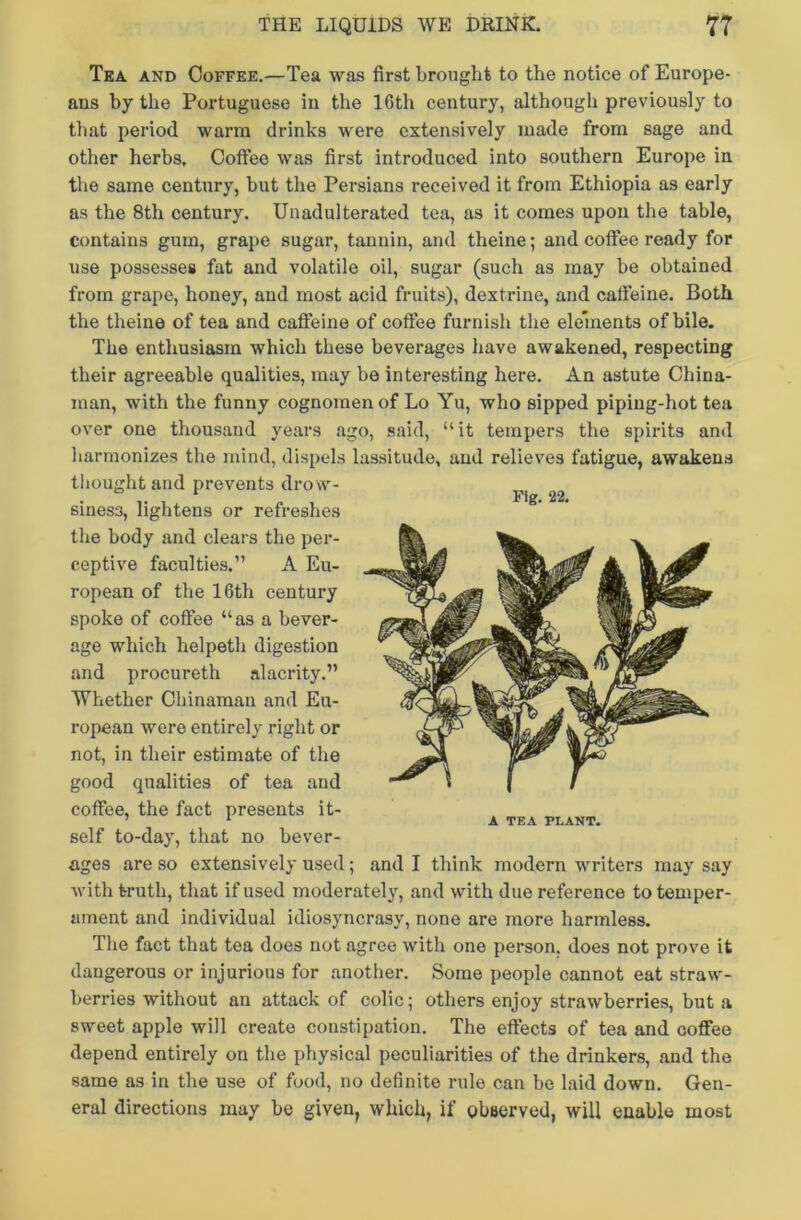 Fig. 22. Tea and Coffee.—Tea was first brought to the notice of Europe- ans by the Portuguese in the 16th century, although previously to that period warm drinks were extensively made from sage and other herbs. Coffee was first introduced into southern Europe in the same century, but the Persians received it from Ethiopia as early as the 8th century. Unadulterated tea, as it comes upon the table, contains gum, grape sugar, tannin, and theine; and coffee ready for use possesses fat and volatile oil, sugar (such as may be obtained from grape, honey, and most acid fruits), dextrine, and caffeine. Both the theine of tea and caffeine of coffee furnish the elements of bile. The enthusiasm which these beverages have awakened, respecting their agreeable qualities, may be interesting here. An astute China- man, with the funny cognomen of Lo Yu, who sipped piping-hot tea over one thousand years ago, said, “it tempers the spirits and harmonizes the mind, dispels lassitude, and relieves fatigue, awakens thought and prevents dro w- siness, lightens or refreshes the body and clears the per- ceptive faculties.” A Eu- ropean of the 16th century spoke of coffee “as a bever- age which helpeth digestion and procureth alacrity.” Whether Chinaman and Eu- ropean were entirely right or not, in their estimate of the good qualities of tea and coffee, the fact presents it- self to-day, that no bever- ages are so extensively used; and I think modern writers may say with truth, that if used moderately, and with due reference to temper- ament and individual idiosyncrasy, none are more harmless. The fact that tea does not agree with one person, does not prove it dangerous or injurious for another. Some people cannot eat straw- berries without an attack of colic; others enjoy strawberries, but a sweet apple will create constipation. The effects of tea and coffee depend entirely on the physical peculiarities of the drinkers, and the same as in the use of food, no definite rule can be laid down. Gen- eral directions may be given, which, if observed, will enable most A TEA PLANT.