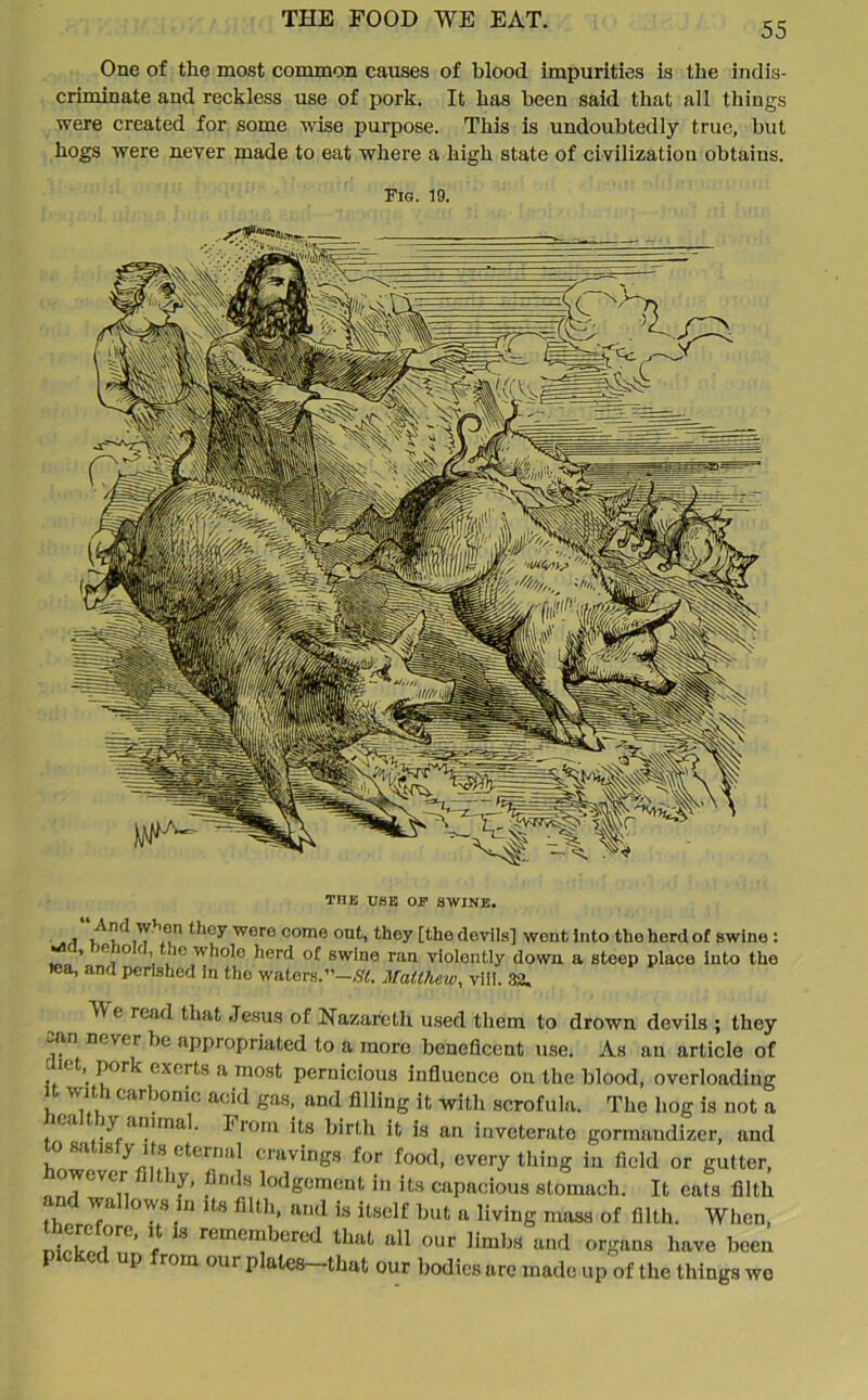 55 One of the most common causes of blood impurities is the indis- criminate and reckless use of pork. It has been said that all things were created for some wise purpose. This is undoubtedly true, but hogs were never made to eat where a high state of civilization obtains. Fig. 19. TUB USB OV SWINE. . m wore come out, thoy [the devils] went into the herd of swine : ’ 0j10 ' '■ ° w*10'0 herd of swine ran violently down a steep place into the lea, and perished in the waters.”—£<1. Matthew, viii. 32. e read that Jesus of Nazareth used them to drown devils ; they aan never be appropriated to a more beneficent use. As an article of net, pork exerts a most pernicious influence on the blood, overloading it with carbonic acid gas, and filling it with scrofula. The hog is not a t r^raiJIrna'' Fiom its birth it is an inveterate gormandizer, and to satisfy its eternal cravings for food, everything in field or gutter, owever i t ly, finds lodgement in its capacious stomach. It eats filth n wa ows in its filth, and is itself but a living mass of filth. When, ™rC’ 5 13 reme'abered that all our limbs and organs have been P up rom our plates that our bodies are made up of the things we