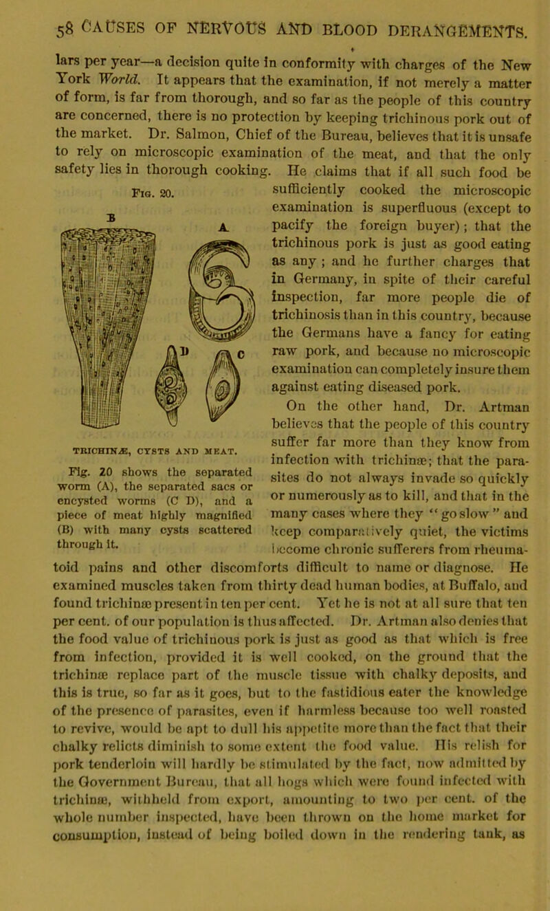 ♦ lars per year—a decision quite in conformity with charges of the New York World. It appears that the examination, if not merely a matter of form, is far from thorough, and so far as the people of this country are concerned, there is no protection by keeping tricliinous pork out of the market. Dr. Salmon, Chief of the Bureau, believes that it is unsafe to rely on microscopic examination of the meat, and that the only safety lies in thorough cooking. He claims that if all such food be sufficiently cooked the microscopic examination is superfluous (except to pacify the foreign buyer); that the trichinous pork is just as good eating as any ; and he further charges that in Germany, in spite of their careful inspection, far more people die of trichinosis than in this country, because the Germans have a fancy for eating raw pork, and because no microscopic exami nation can completely insure them against eating diseased pork. On the other hand, Dr. Artman believes that the people of this country suffer far more than they know from infection with trichinae; that the para- sites do not always invade so quickly or numerously as to kill, and that in the many cases where they “ go slow ” and keep comparatively quiet, the victims become chronic sufferers from rheuma- toid pains and other discomforts difficult to name or diagnose. He examined muscles taken from thirty dead human bodies, at Buffalo, and found trichina! present in ten per cent. Yet he is not at all sure that ten per cent, of our population is thus affected. Dr. Artman also denies that the food value of trichinous pork is just ns good as that which is free from infection, provided it is well cooked, on the ground that the trichina! replace part of the muscle tissue with chalky deposits, and this is true, so far as it goes, but to the fastidious eater the knowledge of the presence of parasites, even if harmless because too well roasted to revive, wTould be apt to dull his appetite more than the fact that their chalky relicts diminish to some extent the food value. Ills relish for pork tenderloin will hardly be stimulated by the fact, now admitted by the Government Bureau, that all hogs which were found infected with trichinu!, withheld from export, amounting to two per cent, of the whole number inspected, have been thrown on the home market for consumption, instead of being boiled down in the rendering tank, as Fig. 20. TRICHINiE, CTSTS AND MEAT. Fig. 20 shows the separated worm (A), the separated sacs or encysted worms (C D), and a piece of meat highly magnified (B) with many cysts scattered through it.