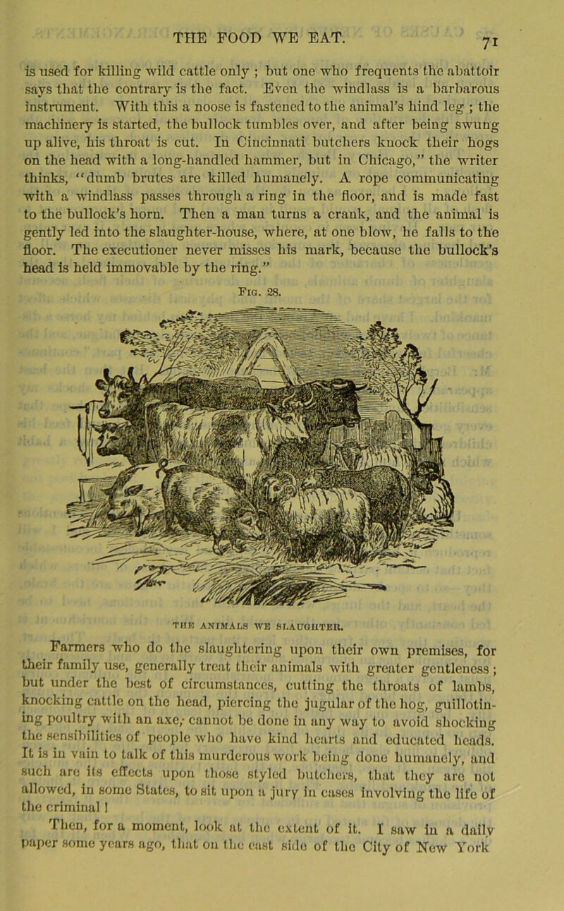 is used for killing wild cattle only ; but one who frequents the abattoir says that the contrary is the fact. Even the windlass is a barbarous instrument. With this a noose is fastened to the animal’s hind leg ; the machinery is started, the bullock tumbles over, and after being swung up alive, his throat is cut. In Cincinnati butchers knock their hogs on the head with a long-handled hammer, but in Chicago,” the writer thinks, “dumb brutes are killed humanely. A rope communicating with a windlass passes through a ring in the floor, and is made fast to the bullock’s horn. Then a man turns a crank, and the animal is gently led into the slaughter-house, where, at one blow, he falls to the floor. The executioner never misses his mark, because the bullock’s head is held immovable by the ring.” Fig. 28. THE ANIMALS WE SLAUGHTER. Farmers who do the slaughtering upon their own premises, for their family use, generally treat their animals with greater gentleness ; but under the best of circumstances, cutting the throats of lambs, knocking cattle on the head, piercing the jugular of the hog, guillotiu- ing poultry with an axe,- cannot be done in any way to avoid shocking the sensibilities of people who have kind hearts and educated heads. It is in vain to talk of this murderous work being done humanely, and such are its effects upon those styled butchers, that they arc not allowed, in some States, to sit upon a jury in cases involving the life of the criminal 1 Then, for a moment, look at the extent of it. I saw in a daily paper some years ago, that on the east side of the City of New York