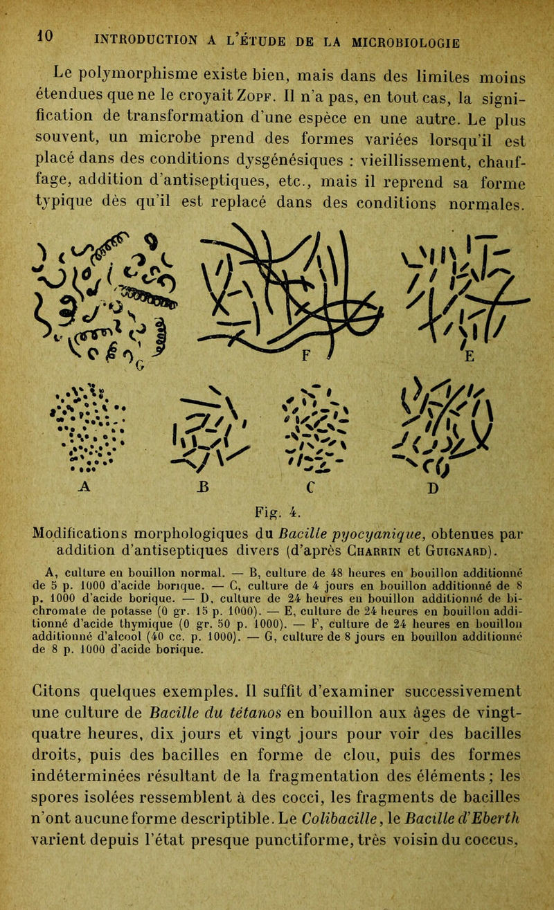 Le polymorphisme existe bien, mais dans des limites moins étendues que ne le croyait Zopf. Il n’a pas, en tout cas, la signi- fication de transformation d’une espèce en une autre. Le plus souvent, un microbe prend des formes variées lorsqu’il est placé dans des conditions dysgénésiques : vieillissement, chauf- fage, addition d’antiseptiques, etc., mais il reprend sa forme typique dès qu’il est replacé dans des conditions normales. Fig. 4. Modifications morphologiques du Bacille pyocyanique, obtenues par addition d’antiseptiques divers (d’après Charrin et Guignard). A, culture en bouillon normal. — B, culture de 48 heures en bouillon additionné de 5 p. 1000 d’acide borique. — C, culture de 4 jours en bouillon additionné de 8 p. 1000 d’acide borique. — D. culture de 24 heures en bouillon additionné de bi- chromate de potasse (0 gr. 15 p. 1000). — E, culture de 24 heures en bouillon addi- tionné d’acide thymique (0 gr. 50 p. 1000). — F, culture de 24 heures en bouillon additionné d’alcool (40 cc. p. 1000). — G, culture de 8 jours en bouillon additionné de 8 p. 1000 d’acide borique. Citons quelques exemples. 11 suffit d’examiner successivement une culture de Bacille du tétanos en bouillon aux âges de vingt- quatre heures, dix jours et vingt jours pour voir des bacilles droits, puis des bacilles en forme de clou, puis des formes indéterminées résultant de la fragmentation des éléments ; les spores isolées ressemblent à des cocci, les fragments de bacilles n’ont aucune forme descriptible. Le Colibacille, le Bacille d’Eberth varient depuis l’état presque punctiforme, très voisin du coccus,