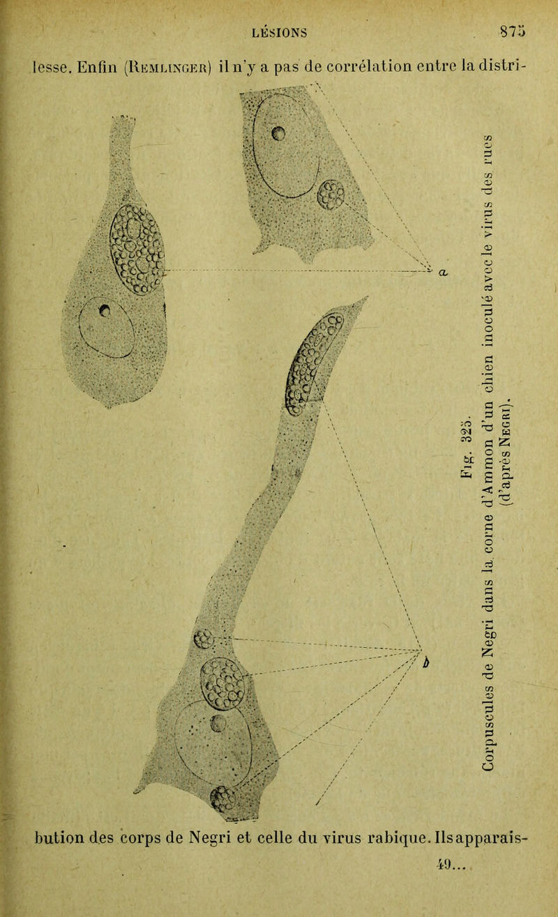 lesse. Enfin (Remlinger) il n’y a pas de corrélation entre la distri- bution des corps de Negri et celle du virus rabique. Ilsapparais- 49... Fig. 325. Corpuscules de Negri dans la. corne d’Ammon d’un chien inoculé avec le virus des. rues (d’après Negri).