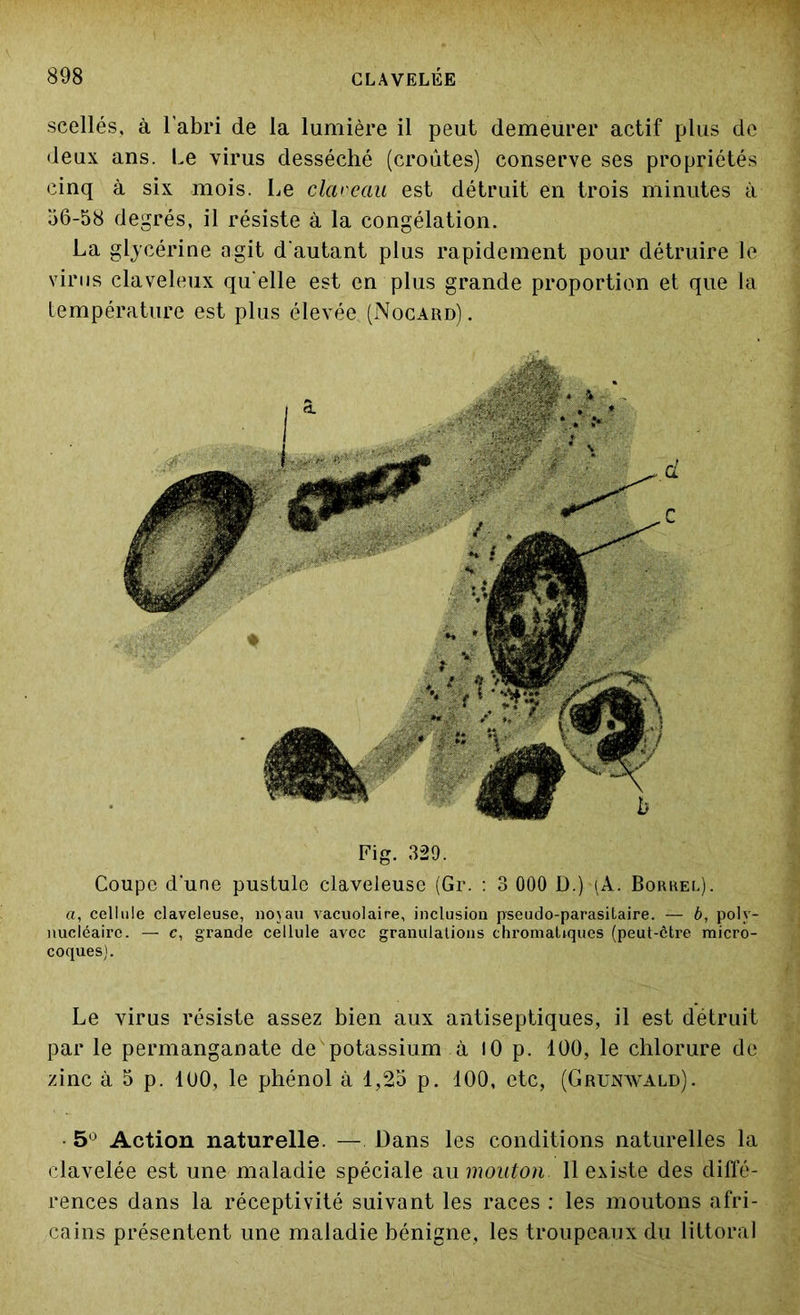 scellés, à l’abri de la lumière il peut demeurer actif plus de deux ans. Le virus desséché (croûtes) conserve ses propriétés cinq à six mois. Le clarèau est détruit en trois minutes à 56-58 degrés, il résiste à la congélation. La glycérine agit d'autant plus rapidement pour détruire le virus claveleux qu elle est en plus grande proportion et que la température est plus élevée (Nocard). Fig. 329. Coupe d'une pustule claveleuse (Gr. : 3 000 D.) (A. Borrel). a, cellule claveleuse, noyau vacuolaire, inclusion pseudo-parasitaire. — b, poly- nucléaire. — c, grande cellule avec granulations chromatiques (peut-être micro- coques). Le virus résiste assez bien aux antiseptiques, il est détruit par le permanganate de potassium à 10 p. 100, le chlorure de zinc à 5 p. 100, le phénol à 1,25 p. 100, etc, (Grunwald). • 5° Action naturelle. — Dans les conditions naturelles la clavelée est une maladie spéciale au mouton II existe des diffé- rences dans la réceptivité suivant les races : les moutons afri- cains présentent une maladie bénigne, les troupeaux du littoral