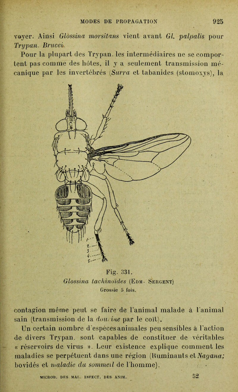 voyer. Ainsi Glossina morsitans vient avant Gl. palpalis pour Trypan. Bruceir. Pour la plupart des Trypan. les intermédiaires ne se compor- tent pas comme des hôtes, il y a seulement transmission mé- canique par les invertébrés (,Surra et tabanides (stomoxys), la Fig. 331. Glossina tachinuïdes (Edm- Sergent) Grossie 3 fois. contagion même peut se faire de l’animal malade à l'animal sain (transmission de la domine par le coït). Un certain nombre d'espèces animales peu sensibles à l'action de divers Trypan. sont capables de constituer de véritables « réservoirs de virus ». Leur existence explique comment les maladies se perpétuent dans une région (HuminantsetNagana; bovidés et inaladie du sommeil de l'homme). MICROB. DES MAL. INFECT. DES AN1M. 52