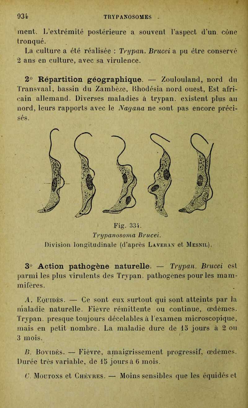 ment. L’extrémité postérieure a souvent l’aspect d’un cône tronqué. La culture a été réalisée : Trypan. Brucei a pu être conservé 2 ans en culture, avec sa virulence. 2° Répartition géographique. — Zoulouland, nord du Transvaal, bassin du Zambèze, Khodésia nord ouest, Est afri- cain allemand. Diverses maladies à trypan. existent plus au nord, leurs rapports avec le Narjana ne sont pas encore préci- sés. Fig. 33i. Trypanosoma Brucei. Division longitudinale (d’après Laverax et Mesnil). 3° Action pathogène naturelle. — Tnjpan. Brucei est parmi les plus virulents des Trypan. pathogènes pour les mam- mifères. A. Equidés. — Ce sont eux surtout qui sont atteints par la maladie naturelle. Fièvre rémittente ou continue, œdèmes. Trypan. presque toujours décelables à l’examen microscopique, mais en petit nombre. La maladie dure de 15 jours à 2 ou 3 mois. B. Bovidés. — Fièvre, aniaigrissement progressif, œdèmes. Durée très variable, de 15 jours à 6 mois. C. Moutons et Chèvres. — Moins sensibles que les équidés et