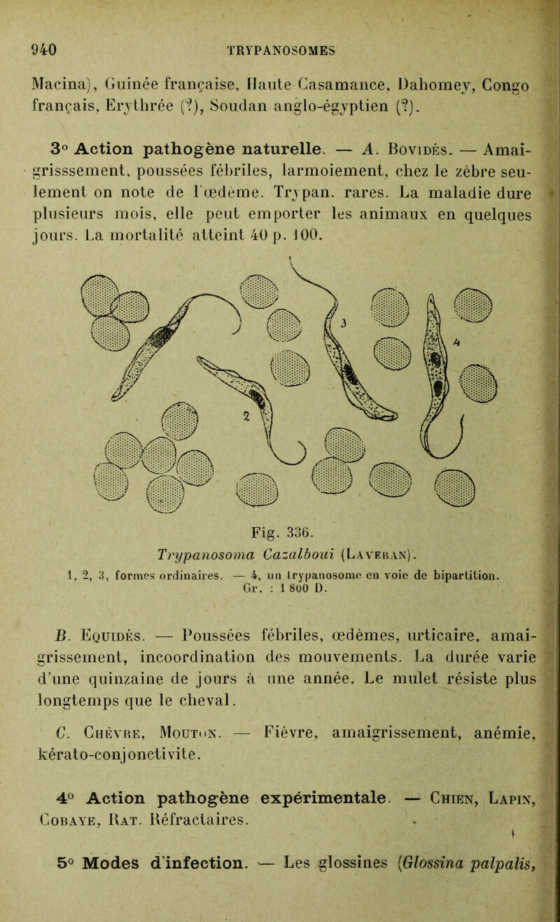 Macina), Guinée française. Haute Casamance, Dahomey, Congo français. Erythrée (?), Soudan anglo-égyptien (?). 3° Action pathogène naturelle. — A. Bovidés. — Amai- grissement, poussées fébriles, larmoiement, chez le zèbre seu- lement on note de l'oedème. Trypan. rares. La maladie dure < plusieurs mois, elle peut emporter les animaux en quelques j jours. La mortalité atteint 40 p. 100. Fig. 336. Trypanosoma Cazalboui (Laveran). 1,2, 3, formes ordinaires. — 4, un trypanosome en voie de bipartition. Gr. : 1 800 D. ' i --r : » ’ - - ” ■» B. Equidés. — Poussées fébriles, œdèmes, urticaire, amai- grissement, incoordination des mouvements. La durée varie  d’une quinzaine de jours à une année. Le mulet résiste plus longtemps que le cheval. C. Chèvre, Mouton. — Fièvre, amaigrissement, anémie, ; kérato-conj oncti vi te. 4° Action pathogène expérimentale. — Chien, Lapin, Cobaye, Rat. Réfractaires. 5° Modes d’infection. — Les glossines (Glossina palpalis,