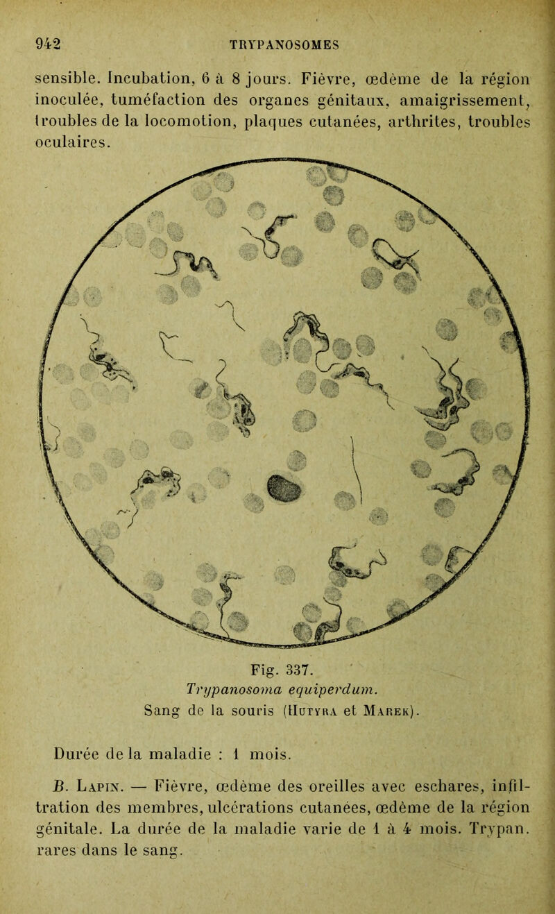 Fig. 337. Trypanosoma equiperdum. Sang de la souris (Uütvra et Màrek). sensible. Incubation, 6 à 8 jours. Fièvre, œdème de la région inoculée, tuméfaction des organes génitaux, amaigrissement, troubles de la locomotion, plaques cutanées, arthrites, troubles oculaires. Durée delà maladie : 1 mois. B. Lapin. — Fièvre, œdème des oreilles avec eschares, infil- tration des membres, ulcérations cutanées, œdème de la région génitale. La durée de la maladie varie de 1 à 4 mois. Trypan. rares dans le sang.