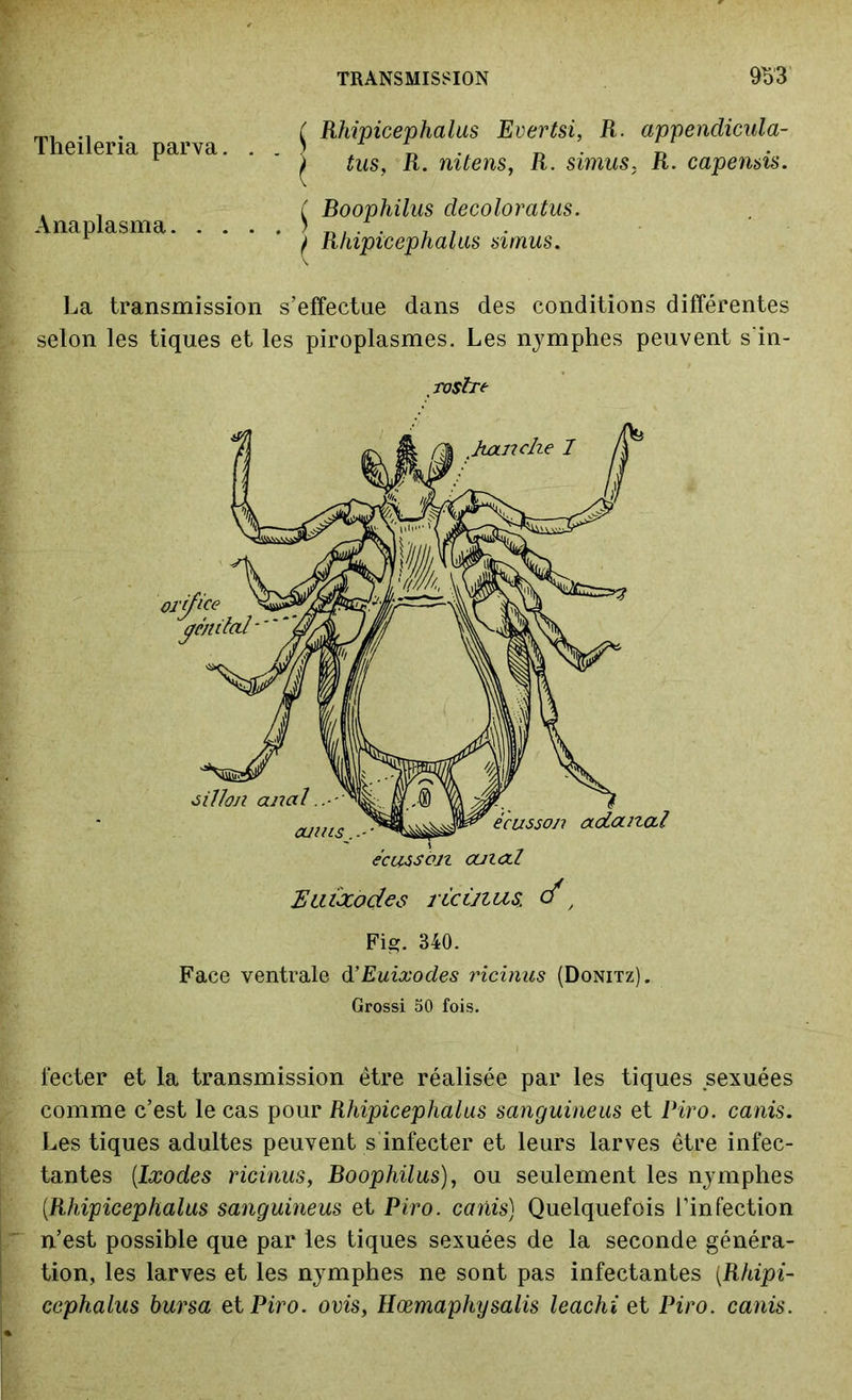 TRANSMISSION 9S3 ( Rhipicephalus Evertsi, R. appendicula- ) tus, R. nitens, R. simus, R. capensis. ^ Boophilus decoloratus. I Rhipicephalus simus. La transmission s’effectue dans des conditions différentes selon les tiques et les piroplasmes. Les nymphes peuvent s'in- , rostre Euixodes rîcùius. d1, Fig. 340. Face ventrale d’Euixodes ricinus (Donitz). Grossi 50 fois. Theileria parva. . . Anaplasma fecter et la transmission être réalisée par les tiques sexuées comme c’est le cas pour Rhipicephalus sanguineus et IHro. canis. Les tiques adultes peuvent s infecter et leurs larves être infec- tantes (.Ixodes ricinus, Boophilus), ou seulement les nymphes (.Rhipicephalus sanguineus et Piro. canis) Quelquefois l’infection n’est possible que par les tiques sexuées de la seconde généra- tion, les larves et les nymphes ne sont pas infectantes [Rhipi- ccphalus bursa et Piro. ovis, Hœmaphysalis leachi et Piro. canis.