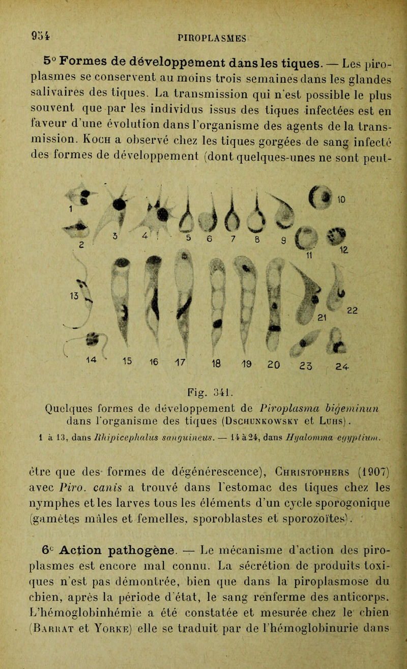 9oi 5° Formes de développement dans les tiques. — Les piro- plasmes se conservent au moins trois semaines dans les glandes salivairès des tiques. La transmission qui n’est possible le plus souvent que par les individus issus des tiques infectées est en faveur d’une évolution dans l’organisme des agents de la trans- mission. Koch a observé chez les tiques gorgées de sang infecté des formes de développement (dont quelques-unes ne sont peut- Fig. 341. Quelques formes de développement de Piroplasma bigeminun dans l'organisme des tiques (Dschunkonvsky et Luhs) . 1 à 13, dans lîhipicephalus scniguineits. — 14à24, dans Hyalomma egyplium. être que des- formes de dégénérescence), Christophers (1907) avec Piro. canis a trouvé dans l’estomac des tiques chez les nymphes et les larves tous les éléments d’un cycle sporogonique (gamète.s males et femelles, sporoblastes et sporozoïtes). 6e Action pathogène. — Le mécanisme d’action des piro- plasmes est encore mal connu. La sécrétion de produits toxi- ques n’est pas démontrée, bien que dans la piroplasmose du chien, après la période d'état, le sang renferme des anticorps. L’hémoglobinhémie a été constatée et mesurée chez le chien (Bariiat et Yorke) elle se traduit par de l’hémoglobinurie dans