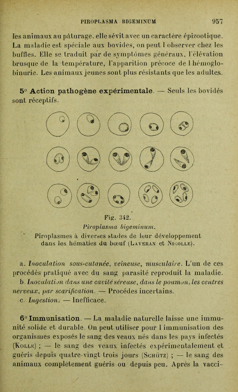 les animaux au pâturage, elle sévit avec un caractère épizootique. La maladie est spéciale aux bovidés, on peut 1 observer chez les buffles. Elle se traduit par de symptômes généraux, l'élévation brusque de la température, l’apparition précoce de 1 hémoglo- binurie. Les animaux jeunes sont plus résistants que les adultes. 5° Action pathogène expérimentale. — Seuls les bovidés sont réceptifs. Fig. 342. Piroplasma bigeminum. Piroplasmes à diverses stades de leur développement dans les hématies du bœuf (Laveran et JNmolle). a. Inoculation sous-cutanée, veineuse, musculaire. L’un de ces procédés pratiqué avec du sang parasité reproduit la maladie. b. Inoculation dans une cavité séreuse, dans le poumon, les centres nerveux, par scarification. — Procèdes incertains. c. Ingestion. — Inefficace. 6° Immunisation. — La maladie naturelle laisse une immu- nité solide et durable. On peut utiliser pour 1 immunisation des organismes exposés le sang des veaux nés dans les pays infectés (Kollk) ; — le sang des veaux infectés expérimentalement et guéris depuis quatre-vingt trois jours (Schütz) ; — le sang des animaux complètement guéris ou depuis peu. Après la vacci-