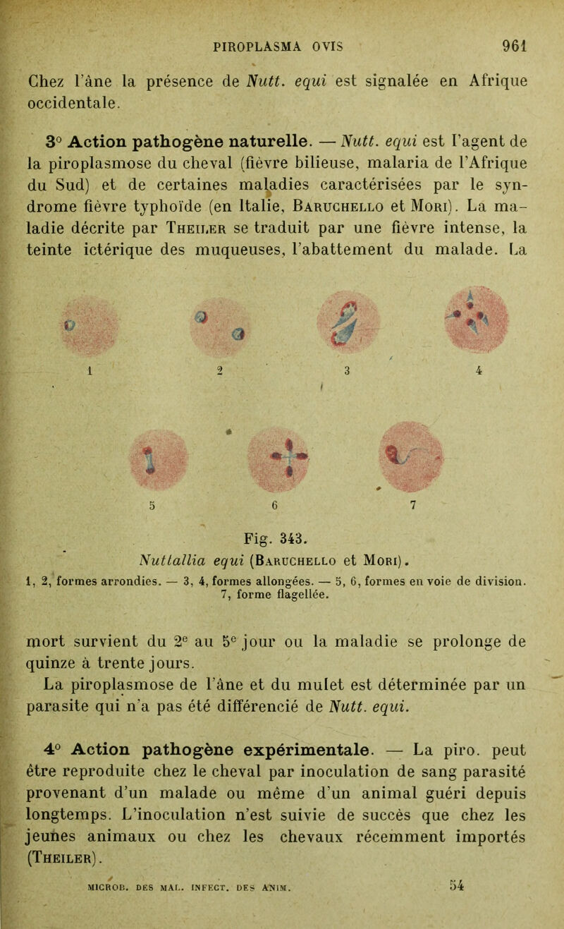 Chez l’âne la présence de Nutt. equi est signalée en Afrique occidentale. 3° Action pathogène naturelle. — Nutt. equi est l’agent de la piroplasmose du cheval (fièvre bilieuse, malaria de l’Afrique du Sud) et de certaines maladies caractérisées par le syn- drome fièvre typhoïde (en Italie, Baruchello etMoRi). La ma- ladie décrite par Theirer se traduit par une fièvre intense, la teinte ictérique des muqueuses, l’abattement du malade. La i < 3 4 5 6 7 Fig. 343. Nuttallia equi (Baruchello et Mori). 1, 2, formes arrondies. — 3, 4, formes allongées. — 5, 6, formes en voie de division. 7, forme flagellée. mort survient du 2e au 5e jour ou la maladie se prolonge de quinze à trente jours. La piroplasmose de l'âne et du mulet est déterminée par un parasite qui n'a pas été différencié de Nutt. equi. 4° Action pathogène expérimentale. — La piro. peut être reproduite chez le cheval par inoculation de sang parasité provenant d’un malade ou même d’un animal guéri depuis longtemps. L’inoculation n’est suivie de succès que chez les jeunes animaux ou chez les chevaux récemment importés (Theiler). M1CROB. DES MAT.. INFECT. DES ANlM. 54