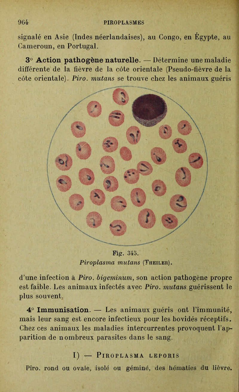 Fig. 345. Piroplasma mutans (Theiler). d’une infection à Piro. biqeminum, son action pathogène propre est faible. Les animaux infectés avec Piro. mutans guérissent le plus souvent. 4° Immunisation. — Les animaux guéris ont l’immunité, mais leur sang est encore infectieux pour les bovidés réceptifs. Chez ces animaux les maladies intercurrentes provoquent l’ap- parition de nombreux parasites dans le sang. signalé en Asie (Indes néerlandaises), au Congo, en Égypte, au Cameroun, en Portugal. 3° Action pathogène naturelle. — Détermine une maladie différente de la fièvre de la côte orientale (Pseudo-fièvre de la côte orientale). Piro. mutans se trouve chez les animaux guéris I) — Piroplasma leporis Piro. rond ou ovale, isolé ou géminé, des hématies du lièvre.