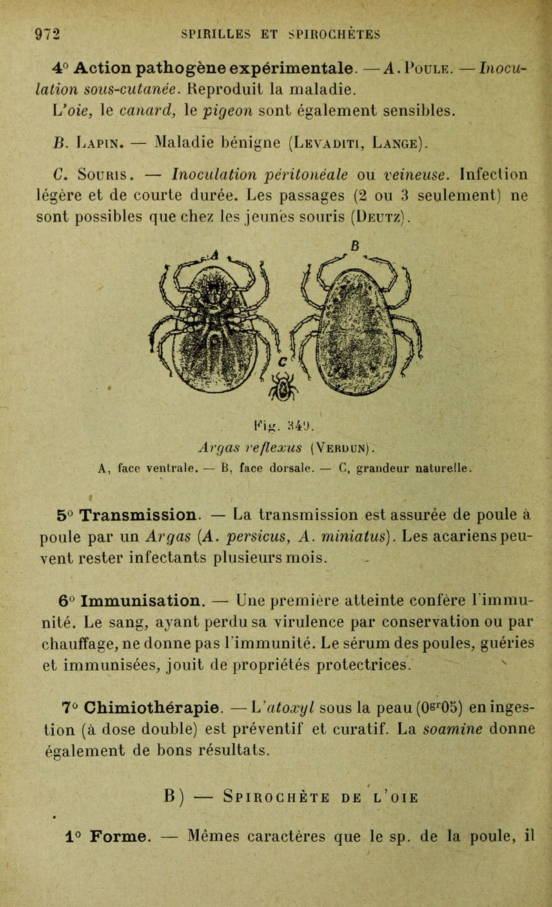 4° Action pathogène expérimentale. —A. Poule. —Inocu- lation sous-cutanée. Reproduit la maladie. Voie, le canard, le pigeon sont également sensibles. B. Lapin. — Maladie bénigne (Levaditi, Lange). C. Souris. — Inoculation péritonéale ou veineuse. Infection légère et de courte durée. Les passages (2 ou 3 seulement) ne sont possibles que chez les jeunes souris (Deutz). Kig. R4'J. Argas reflexus (Verdun). A, face ventrale. — B, face dorsale. — C, grandeur naturelle. 5° Transmission. — La transmission est assurée de poule à poule par un Argas (A. persicus, A. miniatus). Les acariens peu- vent rester infectants plusieurs mois. 6° Immunisation. — Une première atteinte confère l'immu- nité. Le sang, ayant perdu sa virulence par conservation ou par chauffage, ne donne pas l'immunité. Le sérum des poules, guéries et immunisées, jouit de propriétés protectrices. 7° Chimiothérapie. — Vatoxyl sous la peau (0sr05) en inges- tion (à dose double) est préventif et curatif. La soamine donne également de bons résultats. B) — Spirochète de l’oie 1° Forme. — Mêmes caractères que le sp. de la poule, il