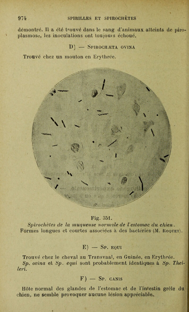 démontré. Il a été trouvé dans le sang d’animaux atteints de piro- plasmose, les inoculations ont toujours échoué. D) — Spirochæta oyina Trouvé chez un mouton en Erythrée. Fig. 351. Spirochètes de la muqueuse normale de l'estomac du chien. Formes longues et courtes associées à des bactéries (M. Hoquet), j E) — Sp. equi Trouvé chez le cheval au Transvaal, en Guinée, en Erythrée. Sp. ovina et Sp. equi sont probablement identiques à Sp. Tkei- leri. F) — Sp. canis Hôte normal des glandes de l’estomac et de l'iniestin grêle du chien, ne semble provoquer aucune lésion appréciable-