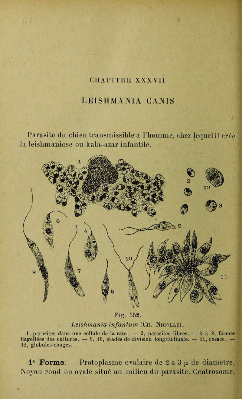 LEISHMANIA CANIS Parasite du chien transmissible à l’homme, chez lequel il crée la leishmaniose ou kala-azar infantile. Fig. 352. Leishmania infantum (Ch, Nicolle). 1, parasites dans une cellule de la rate. — 2, parasites libres. — 3 à 8, formes - flagellées des cultures. — 9, 10, stades de division longitudinale. — 11, rosace. — •” 12, globules rouges. 1° Forme. — Protoplasme ovalaire de 2 à 3 p de diamètre, Noyau rond ou ovale situé au milieu du parasite. Centrosome,