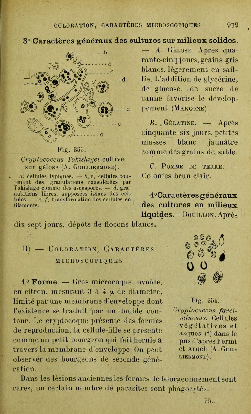 . COLORATION, CARACTÈRES MICROSCOPIQUES 979 3Ü Caractères généraux des cultures sur milieux solides. — A. Gélose. Après qua- rante-cinq jours, grains gris blancs, légèrement en sail- lie. L’addition de glycérine, de glucose, de sucre de canne favorise le dévelop- pement (Marcone). B. .Gélatine. — Après cinquante-six jours, petites masses blanc jaunâtre comme des grains de sable. C. Pomme de terre. — Colonies brun clair. 4°Caractères généraux des cultures en milieux liquides.—Bouillon. Après dix-sept jours, dépôts de flocons blancs. B) — Coloration, Caractères MICROSCOPIQUES 1° Forme. — Gros microcoque, ovoïde, en citron, mesurant 3 à 4 p. de diamètre, limité par une membrane d’enveloppe dont l’existence se traduit par un double con- tour. Le cryptocoque présente des formes de reproduction, la cellule-fille se présente comme un petit bourgeon qui fait hernie à travers la membrane d’enveloppe. On peut observer des bourgeons de seconde géné- ration. Dans les lésions anciennes les formes de bourgeonnement sont rares, un certain nombre de parasites sont phagocytés. Fig. 354. Cryptoçoccus farci- minosus. Cellules végétatives et asques (?) dans le pus d’après Fermi et Aruch (A. Guil- liermond). Cryptococcus Tokishigei cultivé sur gélose (A. Guilliermond). . a, cellules typiques. — b, c, cellules con- tenant des granulations considérées par Tokishige comme des ascospores. — d, gra- nulations libres, supposées issues des cel- lules. — e, f, transformation des cellules en filaments.