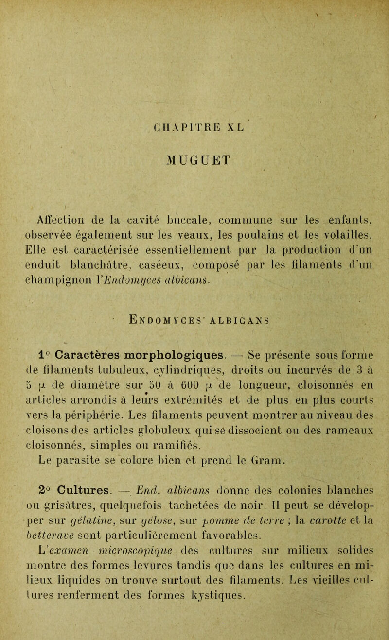 MUGUET Affection de la cavité buccale, commune sur les enfants, observée également sur les veaux, les poulains et les volailles. Elle est caractérisée essentiellement par la production d'un enduit blanchâtre, caséeux, composé par les filaments d’un champignon Y Endomyces albicans. Endomyces' albicans 1° Caractères morphologiques. — Se présente sous forme de filaments tubuleux, cylindriques, droits ou incurvés de 3 à 5 p de diamètre sur 50 à 600 p de longueur, cloisonnés en articles arrondis à leurs extrémités et de plus en plus courts vers la périphérie. Les filaments peuvent montrer au niveau des cloisons des articles globuleux qui sé dissocient ou des rameaux cloisonnés, simples ou ramifiés. Le parasite se colore bien et prend le Gram. 2° Cultures. — End. albicans donne des colonies blanches ou grisâtres, quelquefois tachetées de noir. Il peut se dévelop- per sur gélatine, sur gélose, sur pomme de terre ; la carotte et la betterave sont particulièrement favorables. L'examen microscopique des cultures sur milieux solides montre des formes levures tandis que dans les cultures en mi- lieux liquides on trouve surtout des filaments. Les vieilles cul- tures renferment des formes kystiques.