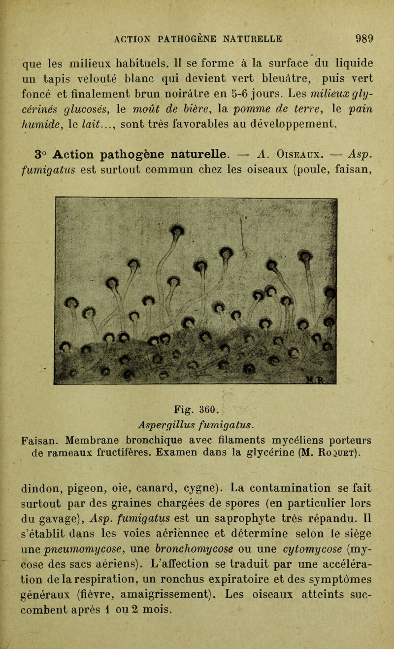 que les milieux habituels. 11 se forme à la surface du liquide un tapis velouté blanc qui devient vert bleuâtre, puis vert foncé et finalement brun noirâtre en 5-6 jours. Les milieux gly- cérinés glucoses, le moût de bière, la pomme de terre, le pain humide, le lait..., sont très favorables au développement. 3° Action pathogène naturelle. — A. Oiseaux. — Asp. fumigatus est surtout commun chez les oiseaux (poule, faisan, Fig. 360. Aspergillus fumigatus. Faisan. Membrane bronchique avec filaments mycéliens porteurs de rameaux fructifères. Examen dans la glycérine (M. Roouet). dindon, pigeon, oie, canard, cygne). La contamination se fait surtout par des graines chargées de spores (en particulier lors du gavage), Asp. fumigatus est un saprophyte très répandu. Il s’établit dans les voies aériënnee et détermine selon le siège une pneumomycose, une bronchomycose ou une cytomycose (my- cose des sacs aériens). L’affection se traduit par une accéléra- tion de la respiration, un ronchus expiratoire et des symptômes généraux (fièvre, amaigrissement). Les oiseaux atteints suc- combent après 1 ou 2 mois.