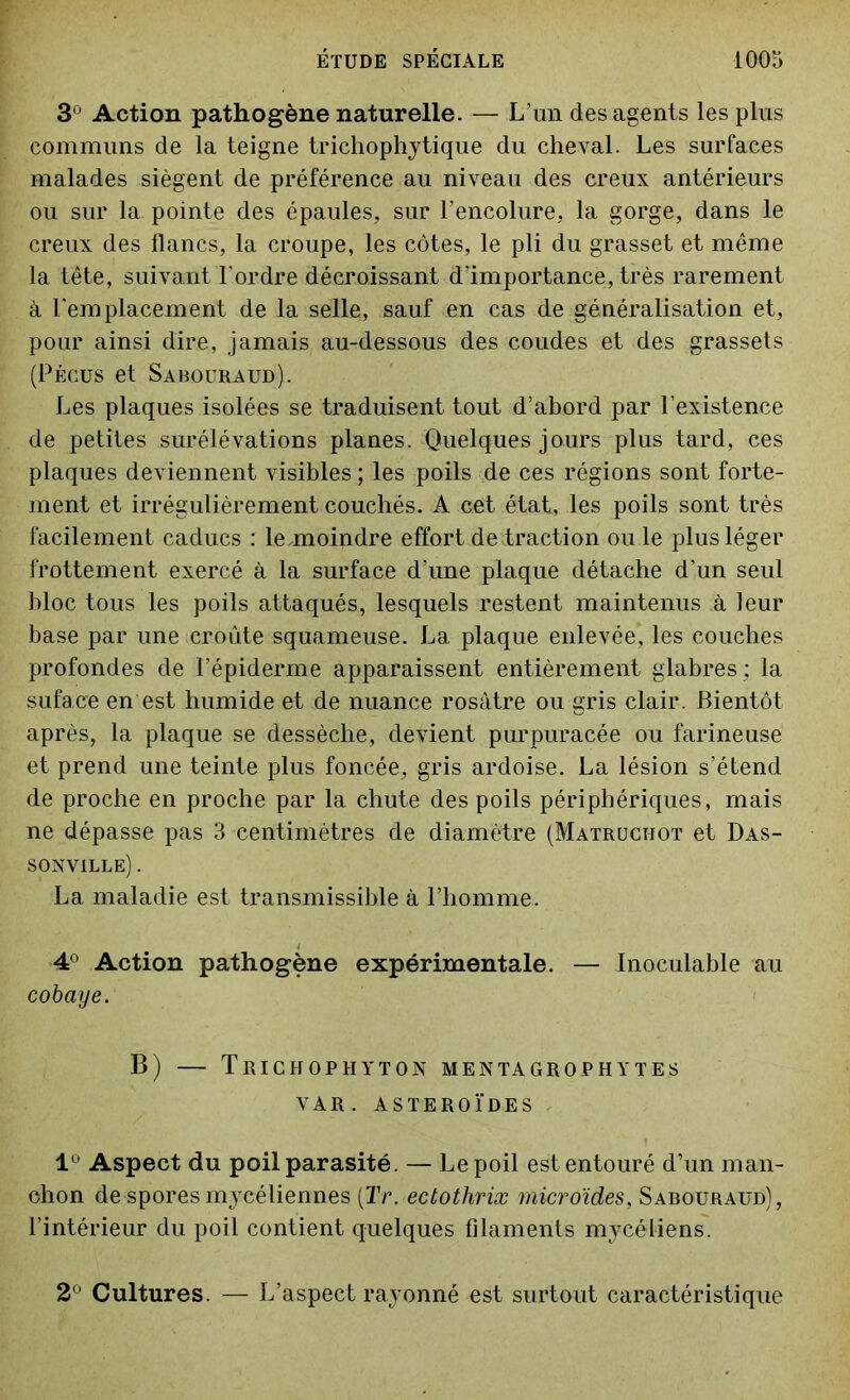 3° Action pathogène naturelle. — L’un des agents les plus communs de la teigne trichophytique du cheval. Les surfaces malades siègent de préférence au niveau des creux antérieurs ou sur la pointe des épaules, sur l’encolure, la gorge, dans le creux des flancs, la croupe, les côtes, le pli du grasset et même la tête, suivant l'ordre décroissant d'importance, très rarement à l'emplacement de la selle, sauf en cas de généralisation et, pour ainsi dire, jamais au-dessous des coudes et des grassets (Pécus et Sabouraud). Les plaques isolées se traduisent tout d’abord par l’existence de petites surélévations planes. Quelques jours plus tard, ces plaques deviennent visibles; les poils de ces régions sont forte- ment et irrégulièrement couchés. A cet état, les poils sont très facilement caducs : le.moindre effort de traction ou le plus léger frottement exercé à la surface d’une plaque détache d’un seul bloc tous les poils attaqués, lesquels restent maintenus à leur base par une croûte squameuse. La plaque enlevée, les couches profondes de l’épiderme apparaissent entièrement glabres ; la suface en est humide et de nuance rosâtre ou gris clair. Bientôt après, la plaque se dessèche, devient purpuracée ou farineuse et prend une teinte plus foncée, gris ardoise. La lésion s’étend de proche en proche par la chute des poils périphériques, mais ne dépasse pas 3 centimètres de diamètre (Matruchot et Das- sonville) . La maladie est transmissible à l’homme. 4° Action pathogène expérimentale. — Inoculable au cobaye. B) — Trichophyton mentagrophytes VAR. ASTEROÏDES 1° Aspect du poil parasité. — Le poil est entouré d’un man- chon de spores mycéliennes [Tr. ectothrix microïdes, Sabouraud), l’intérieur du poil contient quelques filaments mycéliens. 2° Cultures. — L’aspect rayonné est surtout caractéristique