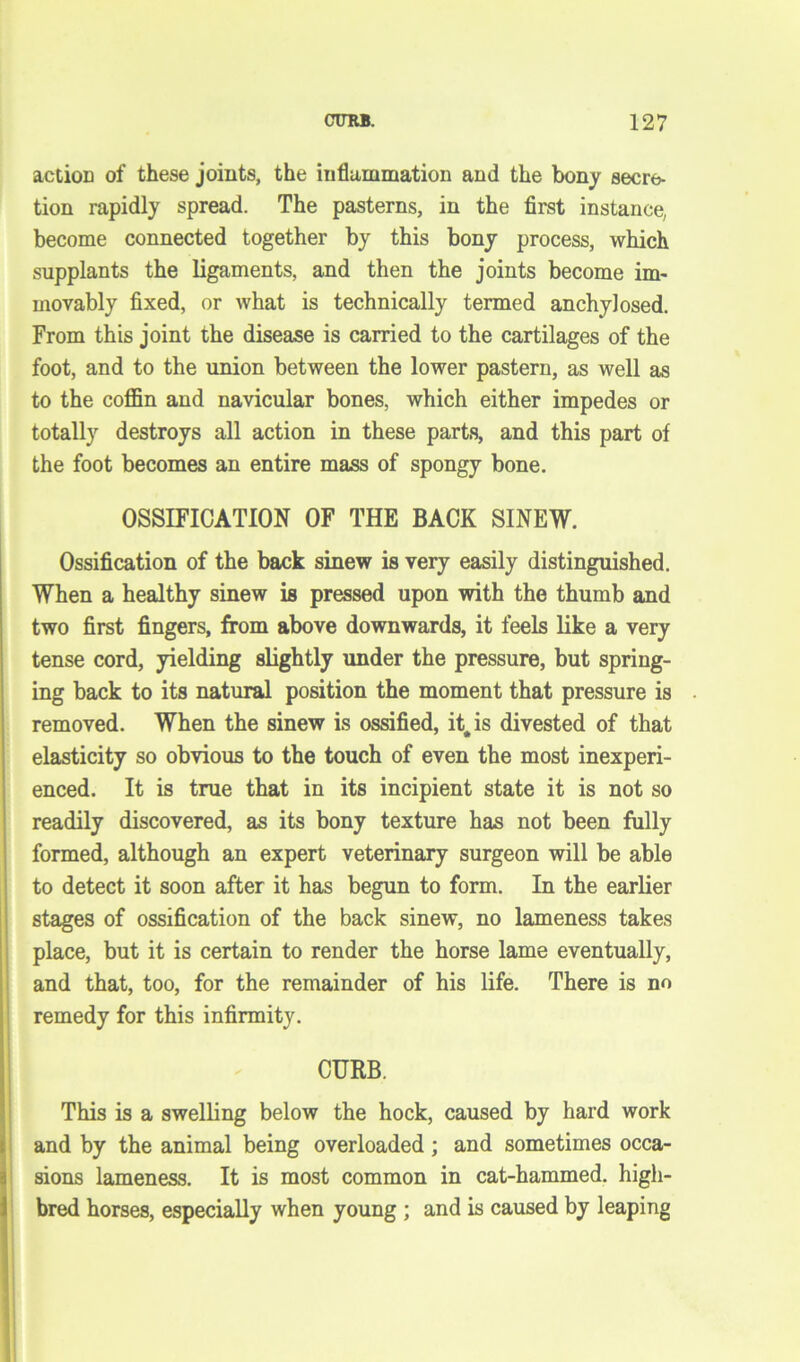 action of these joints, the inflammation and the bony secre- tion rapidly spread. The pasterns, in the first instance, become connected together by this bony process, which supplants the ligaments, and then the joints become im- movably fixed, or what is technically termed anchylosed. From this joint the disease is carried to the cartilages of the foot, and to the union between the lower pastern, as well as to the coffin and navicular bones, which either impedes or totally destroys all action in these parts, and this part of the foot becomes an entire mass of spongy bone. OSSIFICATION OF THE BACK SINEW. Ossification of the back sinew is very easily distinguished. When a healthy sinew is pressed upon with the thumb and two first fingers, from above downwards, it feels like a very tense cord, yielding slightly under the pressure, but spring- ing back to its natural position the moment that pressure is removed. When the sinew is ossified, it, is divested of that elasticity so obvious to the touch of even the most inexperi- enced. It is true that in its incipient state it is not so readily discovered, as its bony texture has not been fully formed, although an expert veterinary surgeon will be able to detect it soon after it has begun to form. In the earlier stages of ossification of the back sinew, no lameness takes place, but it is certain to render the horse lame eventually, and that, too, for the remainder of his life. There is no remedy for this infirmity. 1 - CURB. This is a swelling below the hock, caused by hard work and by the animal being overloaded; and sometimes occa- sions lameness. It is most common in cat-hammed, high- bred horses, especially when young ; and is caused by leaping