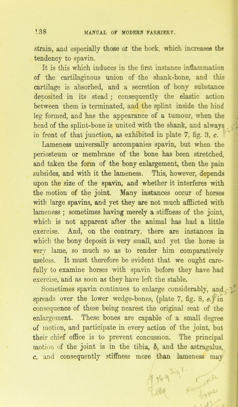 strain, and especially those ot the hock, which increases the tendency to spavin. It is this which induces in the first instance inflammation of the cartilaginous union of the shank-bone, and this cartilage is absorbed, and a secretion of bony substance deposited in its stead ; consequently the elastic action between them is terminated, and the splint inside the hind leg formed, and has the appearance of a tumour, when the head of the splint-bone is united with the shank, and always in front of that junction, as exhibited in plate 7, fig. 3, c. Lameness universally accompanies spavin, but when the periosteum or membrane of the bone has been stretched, and taken the form of the bony enlargement, then the pain subsides, and with it the lameness. This, however, depends upon the size of the spavin, and whether it interferes with the motion of the joint. Many instances occur of horses with large spavins, and yet they are not much afflicted with lameness ; sometimes having merely a stillness of the joint, which is not apparent after the animal has had a little exercise. And, on the contrary, there are instances in which the bony deposit is very small, and yet the horse is very lame, so much so as to render him comparatively useless. It must therefore be evident that we ought care- fully to examine horses with spavin before they have had exercise, and as soon as they have left the stable. Sometimes spavin continues to enlarge considerably, and, spreads over the lower wedge-bones, (plate 7, fig. 8, e.) in consequence of these being nearest the original seat of the enlargement. These bones are capable of a small degree of motion, and participate in every action of the joint, but their chief office is to prevent concussion. The principal motion of the joint is in the tibia, b, and the astragalus, c, and consequently stiffness more than lameness may