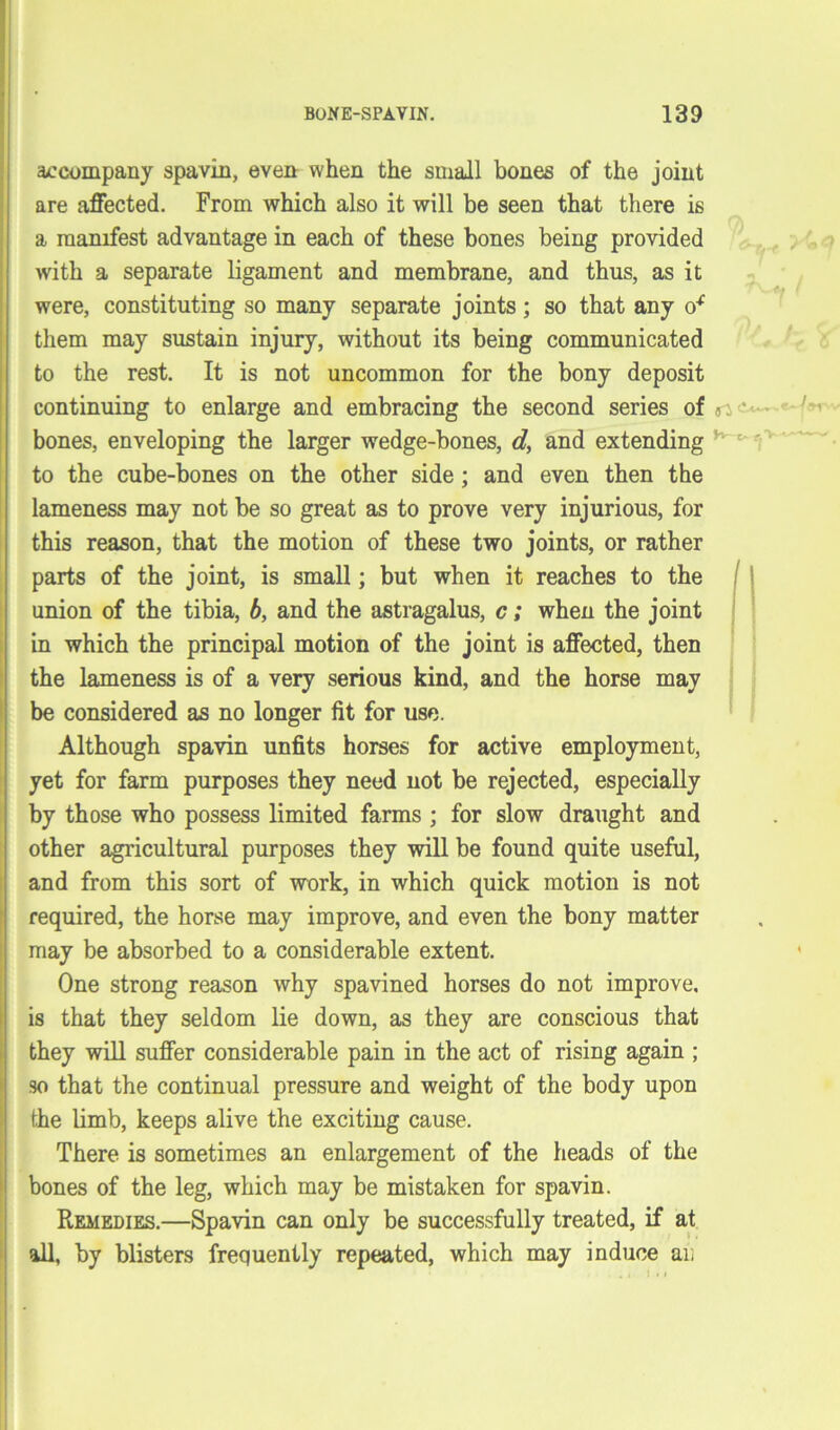 accompany spavin, even when the small bones of the joint are affected. From Avhich also it will be seen that there is a manifest advantage in each of these bones being provided with a separate ligament and membrane, and thus, as it were, constituting so many separate joints; so that any o* them may sustain injury, without its being communicated to the rest. It is not uncommon for the bony deposit continuing to enlarge and embracing the second series of n bones, enveloping the larger wedge-bones, d, and extending • to the cube-bones on the other side; and even then the lameness may not be so great as to prove very injurious, for this reason, that the motion of these two joints, or rather parts of the joint, is small; but when it reaches to the union of the tibia, b, and the astragalus, c; when the joint in which the principal motion of the joint is affected, then the lameness is of a very serious kind, and the horse may be considered as no longer fit for use. Although spavin unfits horses for active employment, yet for farm purposes they need not be rejected, especially by those who possess limited farms ; for slow draught and other agricultural purposes they will be found quite useful, and from this sort of work, in which quick motion is not required, the horse may improve, and even the bony matter may be absorbed to a considerable extent. One strong reason why spavined horses do not improve, is that they seldom lie down, as they are conscious that they will suffer considerable pain in the act of rising again ; so that the continual pressure and weight of the body upon the limb, keeps alive the exciting cause. There is sometimes an enlargement of the heads of the bones of the leg, which may be mistaken for spavin. Remedies.—Spavin can only be successfully treated, if at all, by blisters frequently repeated, which may induce an