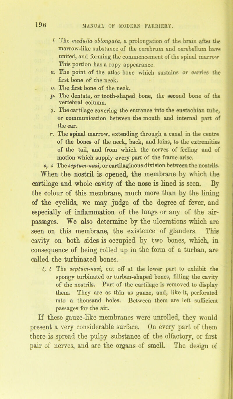 I The medulla oblongata, a prolongation of the brain aftei tlie marrow-like substance of the cerebrum and cerebellum have united, and forming the commencement of the spinal marrow This portion has a ropy appearance. n. The point of the atlas bone which sustains or carries the first bone of the neck. o. The first bone of the neck. p. The dentata, or tooth-shaped bone, the second bone of the vertebral column. q. The cartilage covering the entrance into the eustachian tube, or communication between the mouth and internal part of the ear. r. The spinal marrow, extending through a canal in the centre of the bones of the neck, back, and loins, to the extremities of the tail, and from which the nerves of feeling and of motion which supply every part of the frame arise. s, s The septum-nasi, or cartilaginous division between the nostrils. When the nostril is opened, the membrane by which the cartilage and whole cavity of the nose is lined is seen. By the colour of this membrane, much more than by the lining of the eyelids, we may judge of the degree of fever, and especially of inflammation of the lungs or any of the air- passages. We also determine by the ulcerations which are seen on this membrane, the existence of glanders. This cavity on both sides is occupied by two bones, which, in consequence of being rolled up in the form of a turban, are called the turbinated bones. t, t The septum-nasi, cut off at the lower part to exhibit the spongy turbinated or turban-shaped bones, filling the cavity of the nostrils. Part of the cartilage is removed to display them. They are as thin as gauze, and, like it, perforated into a thousand holes. Between them are left sufficient passages for the air. If these gauze-like membranes were unrolled, they would present a very considerable surface. On every part of them there is spread the pulpy substance of the olfactory, or first pair of nerves, and are the organs of smell. The design of