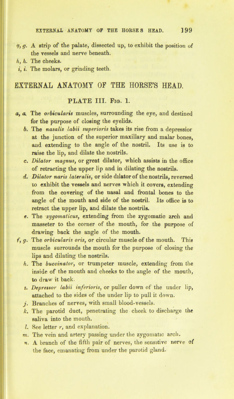 EXTERNAL ANATOMY OF THE HORSES HEAD. 3 99 g, g. A strip of the palate, dissected up, to exhibit the position of the vessels and nerve beneath. h, h. The cheeks. i, i. The molars, or grinding teeth. EXTERNAL ANATOMY OF THE HORSE’S HEAD. PLATE III. Fig. 1. a, a. The orbicularis muscles, surrounding the eye, and destined for the purpose of closing the eyelids. b. The nasalis labii superioris takes its rise from a depressior at the junction of the superior maxillary and malar bones, and extending to the angle of the nostril. Its use is to raise the lip, and dilate the nostrils. c. Dilator magnus, or great dilator, which assists in the office of retracting the upper lip and in dilating the nostrils. d. Dilator naris lateralis, or side dilator of the nostrils, reversed to exhibit the vessels and nerves which it covers, extending from the covering of the nasal and frontal bones to the angle of the mouth and side of the nostril. Its office is to retract the upper lip, and dilate the nostrils. e. The zygomaticus, extending from the zygomatic arch and masseter to the corner of the mouth, for the purpose of drawing back the angle of the mouth. f, g. The orbicularis oris, or circular muscle of the mouth. This muscle surrounds the mouth for the purpose of closing the lips and dilating the nostrils. h. The buccinator, or trumpeter muscle, extending from the inside of the mouth and cheeks to the angle of the mouth, to draw' it back. t. Depressor labii inferioris, or puller down of the under lip, attached to the sides of the under lip to pull it down. j. Branches of nerves, with small blood-vessels. k. The parotid duct, penetrating the cheek to discharge the saliva into the mouth. l. See letter r, and explanation. m. The vein and artery passing under the zygomatic arch. *i. A branch of the fifth pair of nerves, the sensitive nerve of the face, emanating from under the parotid gland.