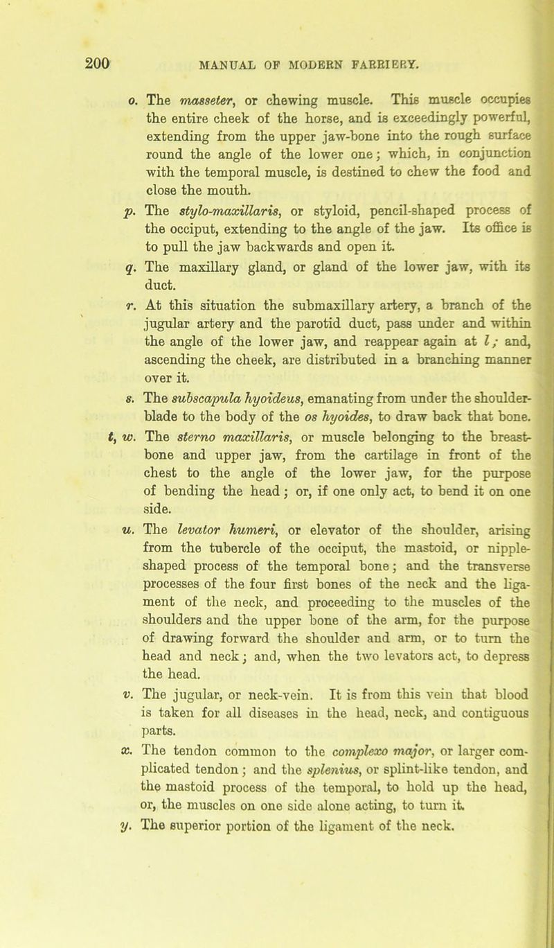 o. The masseter, or chewing muscle. This muscle occupies the entire cheek of the horse, and is exceedingly powerful, extending from the upper jaw-bone into the rough surface round the angle of the lower one; which, in conjunction with the temporal muscle, is destined to chew the food and close the mouth. p. The stylo-maxillari8, or styloid, pencil-shaped process of the occiput, extending to the angle of the jaw. Its office is to pull the jaw backwards and open it. q. The maxillary gland, or gland of the lower jaw, with its duct. r. At this situation the submaxillary artery, a branch of the jugular artery and the parotid duct, pass under and within the angle of the lower jaw, and reappear again at l; and, ascending the cheek, are distributed in a branching manner over it. s. The subscapula hyoideus, emanating from under the shoulder- blade to the body of the os hyoides, to draw back that bone. t, w. The sterno maxillaris, or muscle belonging to the breast- bone and upper jaw, from the cartilage in front of the chest to the angle of the lower jaw, for the purpose of bending the head; or, if one only act, to bend it on one side. u. The levator humeri, or elevator of the shoulder, arising from the tubercle of the occiput, the mastoid, or nipple- shaped process of the temporal bone; and the transverse processes of the four first bones of the neck and the liga- ment of the neck, and proceeding to the muscles of the shoulders and the upper bone of the arm, for the purpose of drawing forward the shoulder and arm, or to turn the head and neck; and, when the two levators act, to depress the head. v. The jugular, or neck-vein. It is from this vein that blood is taken for all diseases in the head, neck, and contiguous parts. x. The tendon common to the complexo major, or larger com- plicated tendon; and the splenius, or splint-like tendon, and the mastoid process of the temporal, to hold up the head, or, the muscles on one side alone acting, to turn it. y. The superior portion of the ligament of the neck.