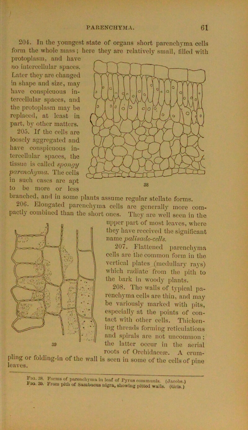 38 204. In the youngest state of organs short parenchyma cells form the whole mass; here they are relatively small, (illecl with protoplasm, and have no intercellular spaces. Later they are changed in shape and size, may have conspicuous in- tercellular spaces, and the protoplasm may be replaced, at least in part, by other matters. 205. If the cells are loosely aggregated and have conspicuous in- tercellular spaces, the tissue is called spongy parenchyma. The cells in such cases are apt to be more or less branched, and in some plants assume regular stellate forms. 20b. Elongated parenchyma cells are generally more com- pactl} combined than the short ones. They are well seen in the upper part of most leaves, where they have received the significant name palisade-cclls. 207. Flattened parenchyma cells are the common form in the vertical plates (medullary rays) which radiate from the pith to the bark in woody plants. 208. The walls of typical pa- renchyma cells are thin, and may be variously marked with pits, especially at the points of con- tact with other cells. Thicken- ing threads forming reticulations and spirals are not uncommon ; the latter occur in the aerial r°uts of Orchidacea*. A crum- pling or folding-in of the wall is seen in some of the cells of pine leaves. 1 “• I™™ I>»re»c)>yma in leaf of Pyrus communis. (Jacobs.) iio.33. from pith of Sambuous uigra, showing pitted walls. (Uris.)