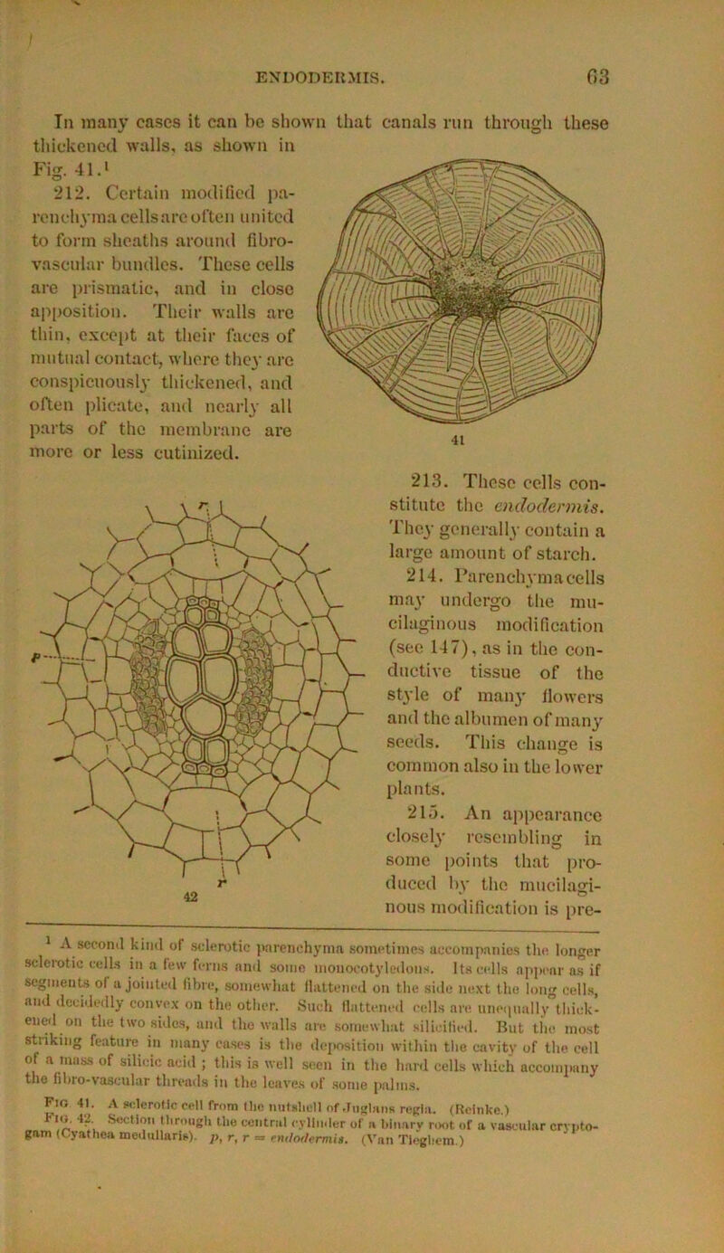 In many cases it can be shown that canals run through these thickened walls, as shown in Fig. 41.* 212. Certain modified pa- renchyma cells arc often united to form sheaths around fibro- vaseular bundles. These cells are prismatic, and in close apposition. Their walls are thin, except at their faces of mutual contact, where they are conspicuously thickened, and often plicate, and nearly all parts of the membrane are more or less cutinized. 213. These cells con- stitute the endodennis. They generally contain a large amount of starch. 214. Parenchyma cells may undergo the mu- cilaginous modification (see 147), as in the con- ductive tissue of the style of many llowers and the albumen of many seeds. This change is common also in the lower plants. 215. An appearance closely resembling in some points that pro- duced by the mucilagi- nous modification is pre- 1 A second kind of sclerotic parenchyma sometimes accompanies the longer sclerotic cells in a few ferns and somo monocotyledons. Its cells appear as if segments ol a jointed fibre, somewhat flattened on the side next the long cells, and decidedly convex on the other. Such flattened cells are uno,,ually°thick- ened on the two sides, and the walls are somewhat silieilied. But the most striking feature in ninny cases is the deposition within the cavity of the cell of a mass of silicic acid ; this is well seen in the hard cells which accompany the libio-vascular threads in the leaves of some palms. Fio 41. A sclerotic cell from the nutshell of JuglmiR regia. (Rcinke) Fm. 42 Section through the central cylinder of a binary root of a vascular crypto- gam IGyathea toed ul laris). p, r, r — enrfodermis. (Van Tioghem.)